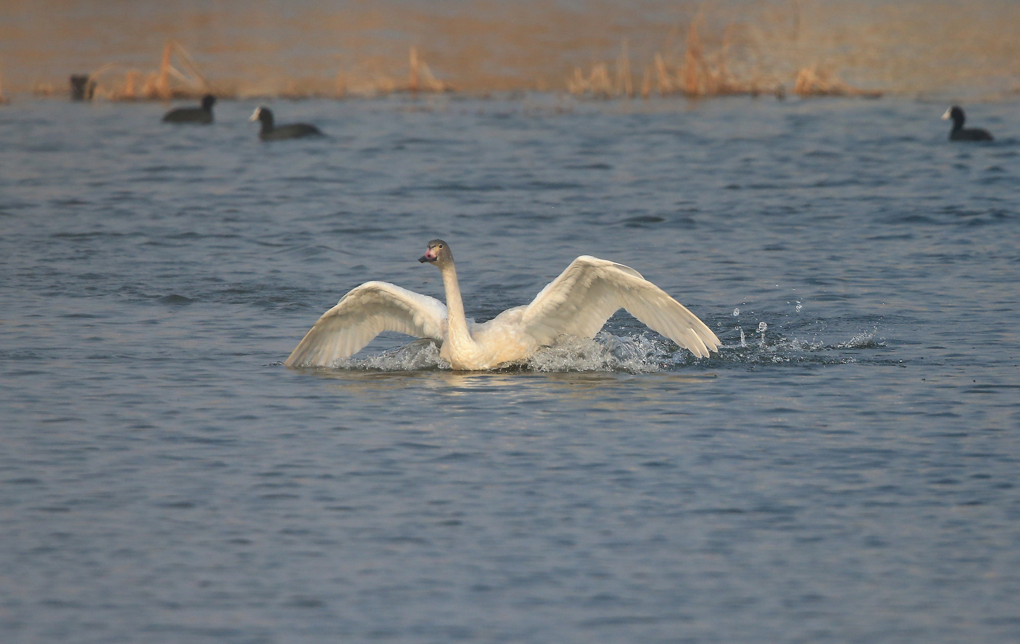 Canon EF 600mm F4L IS II USM sample photo. 892 photography