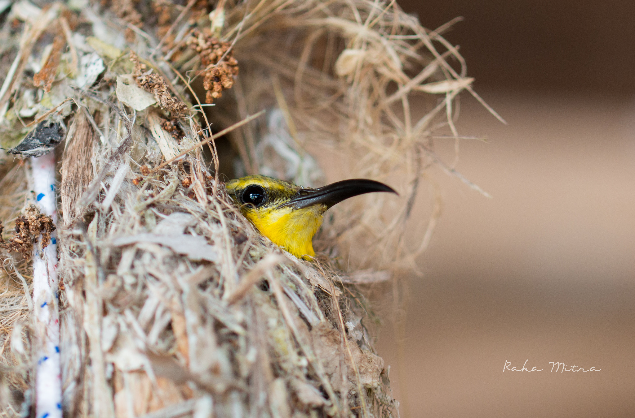 Nikon D800 sample photo. Peekaboo photography