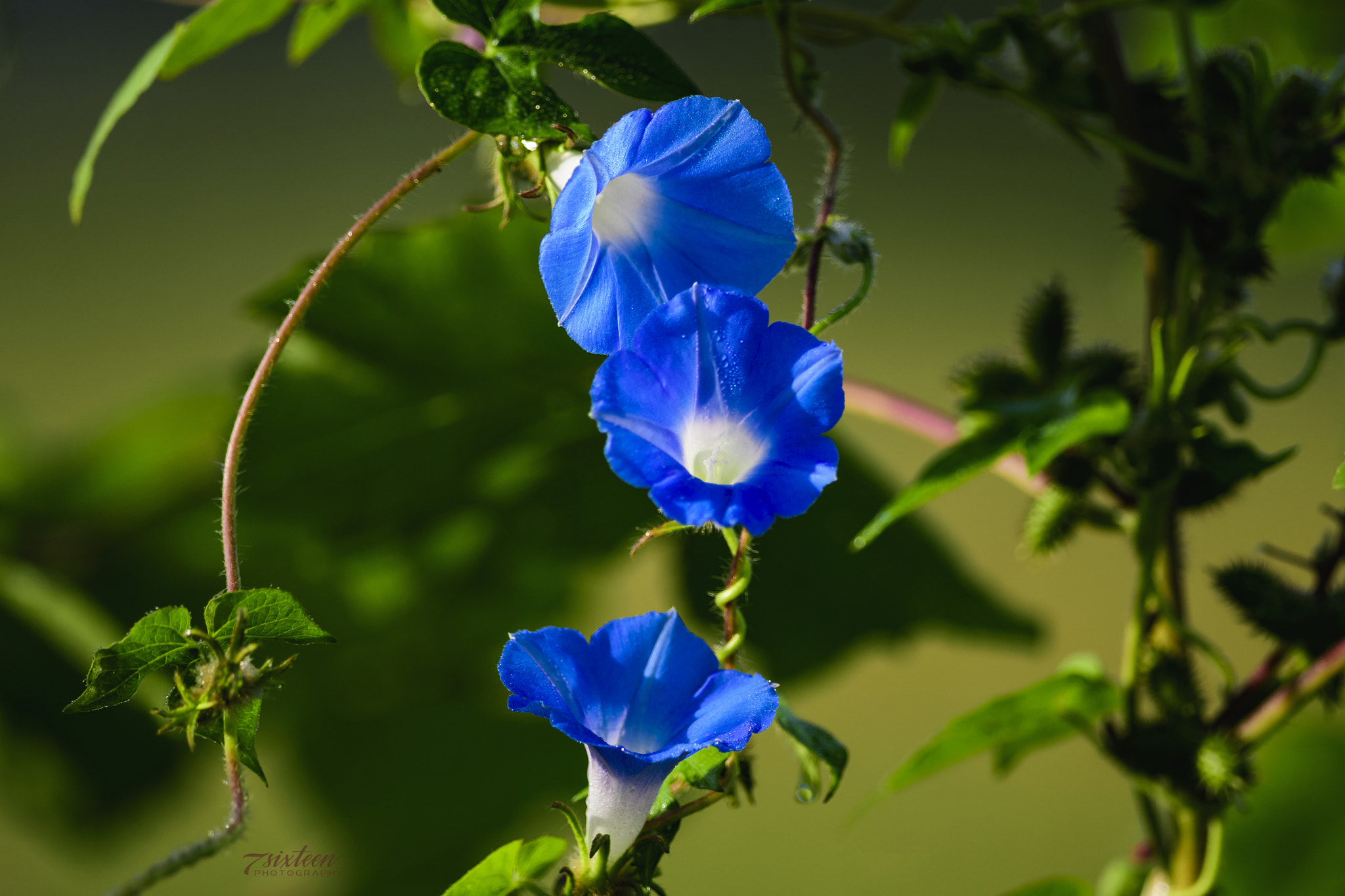 Nikon D500 + Nikon AF-S Nikkor 300mm F4D ED-IF sample photo. Morning glory photography