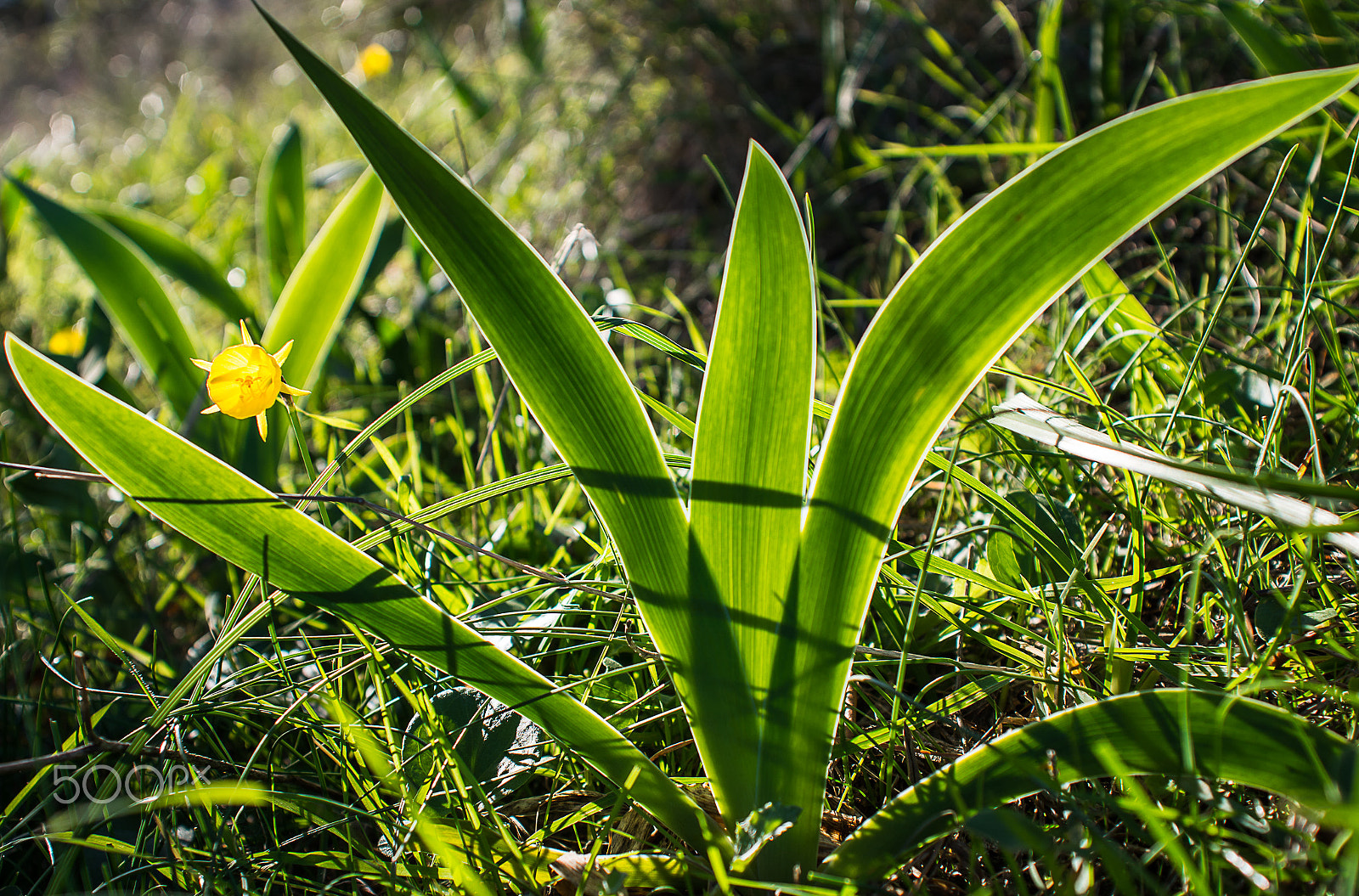 AF Zoom-Nikkor 28-85mm f/3.5-4.5 sample photo. Narcissus bulbocodium photography