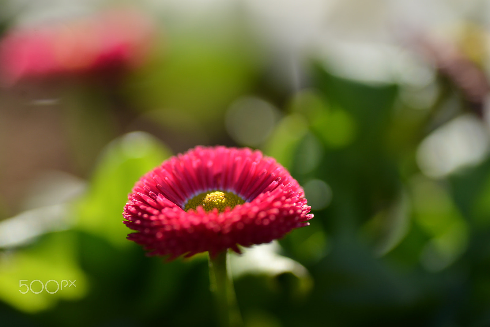 Nikon D600 sample photo. Cute pink daisy photography