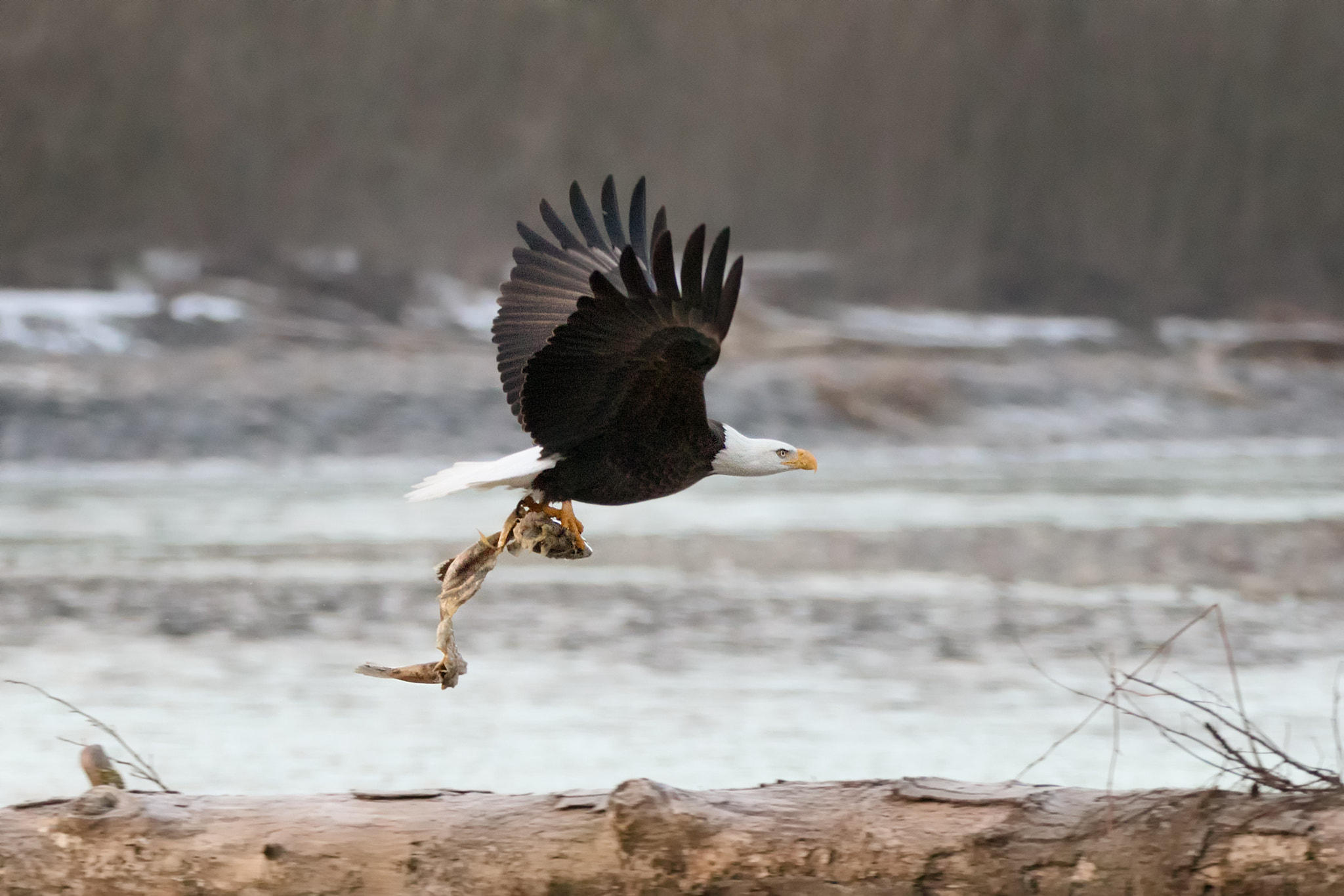Canon EOS 7D Mark II + Canon EF 70-200mm F2.8L IS II USM sample photo. Bald eagle carrying fish photography