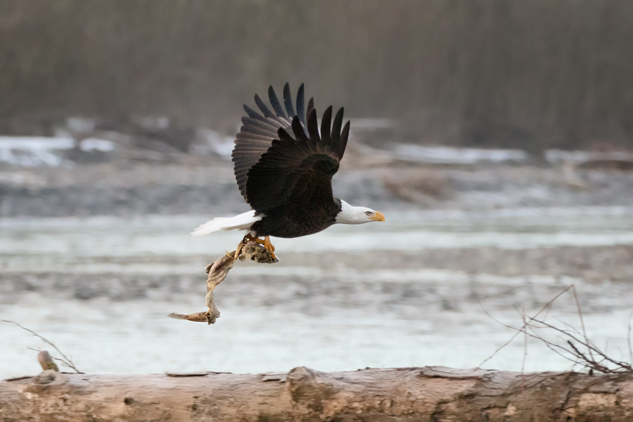 Canon EF 70-200mm F2.8L IS II USM sample photo. Bald eagle carrying fish photography