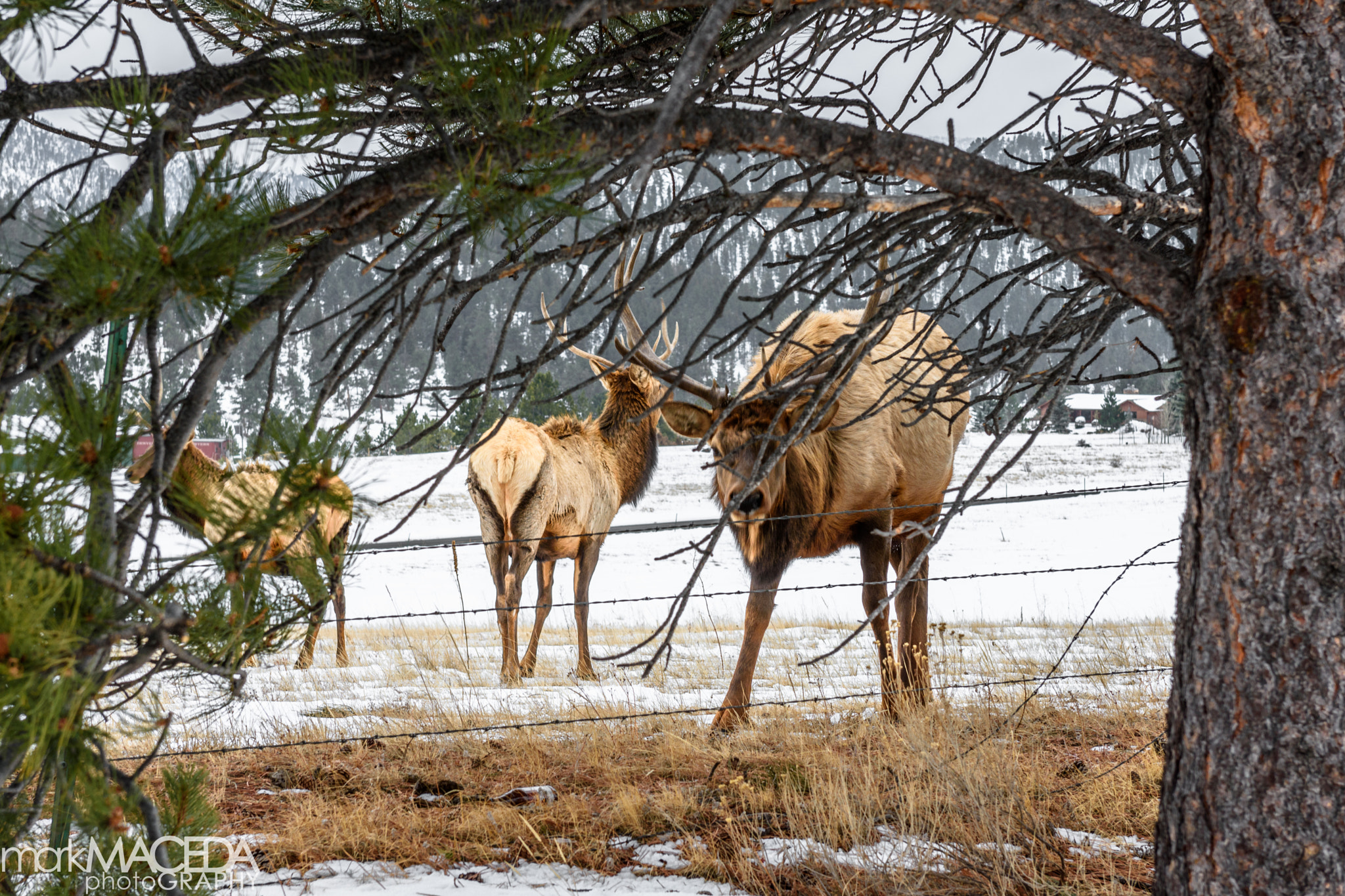 Nikon AF-S Nikkor 24-70mm F2.8G ED sample photo. Estes park photography