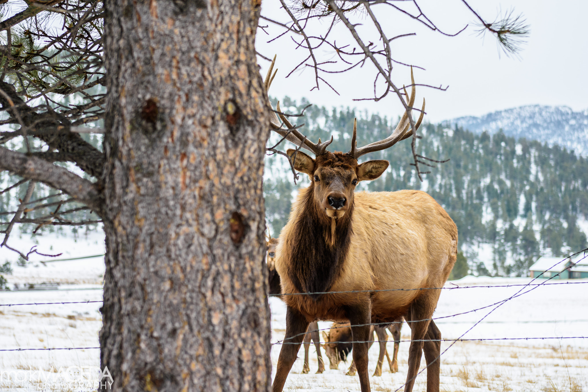 Nikon AF-S Nikkor 24-70mm F2.8G ED sample photo. Estes park photography