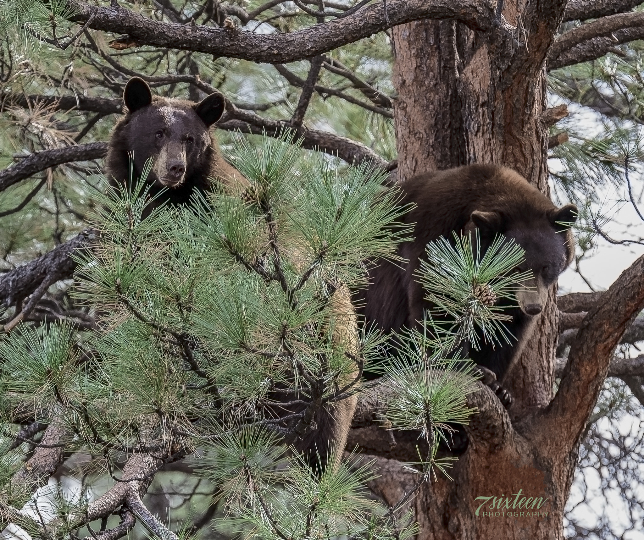 Nikon D500 sample photo. 2 bears photography