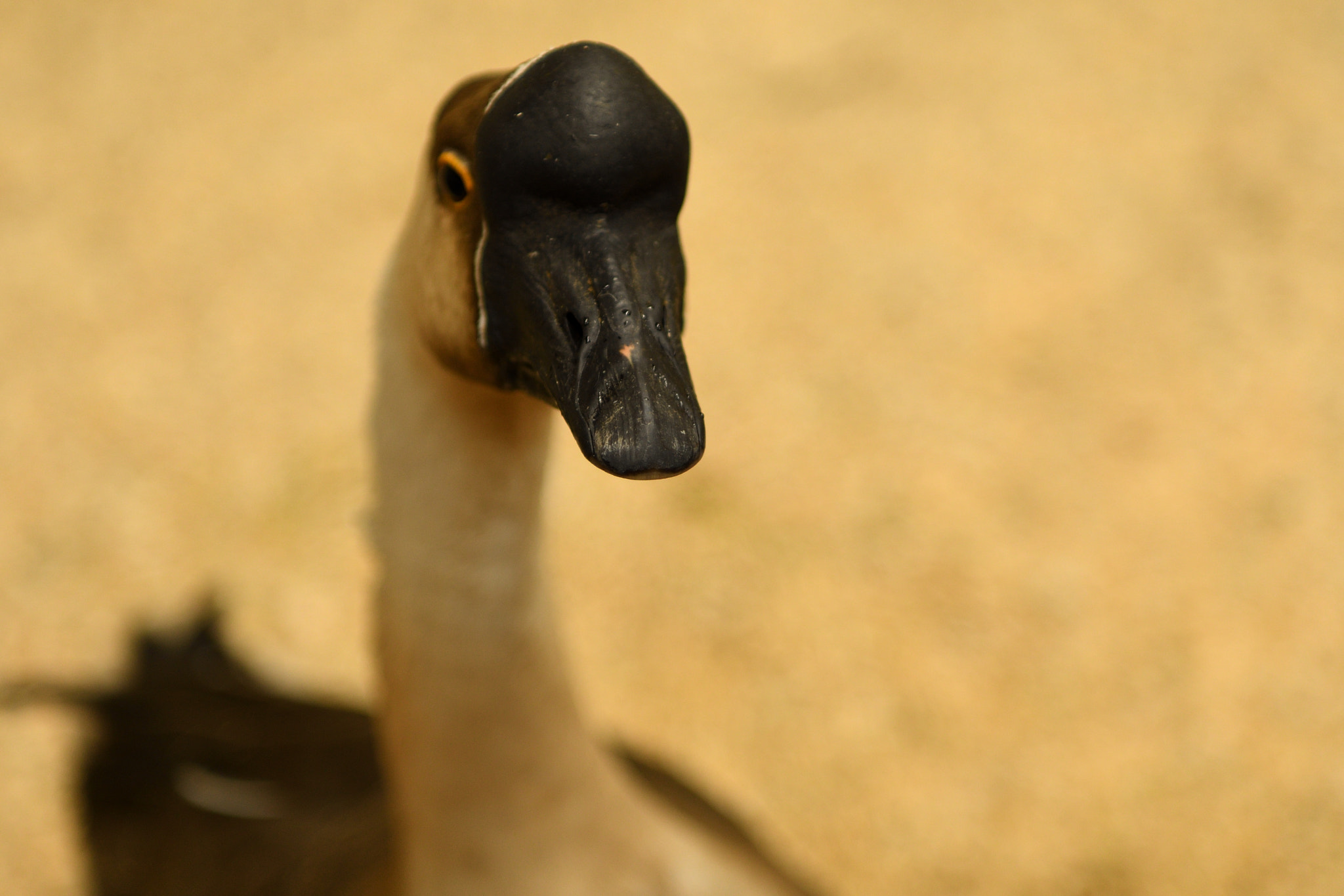 Nikon AF-S Nikkor 24-70mm F2.8E ED VR sample photo. Chinese goose photography