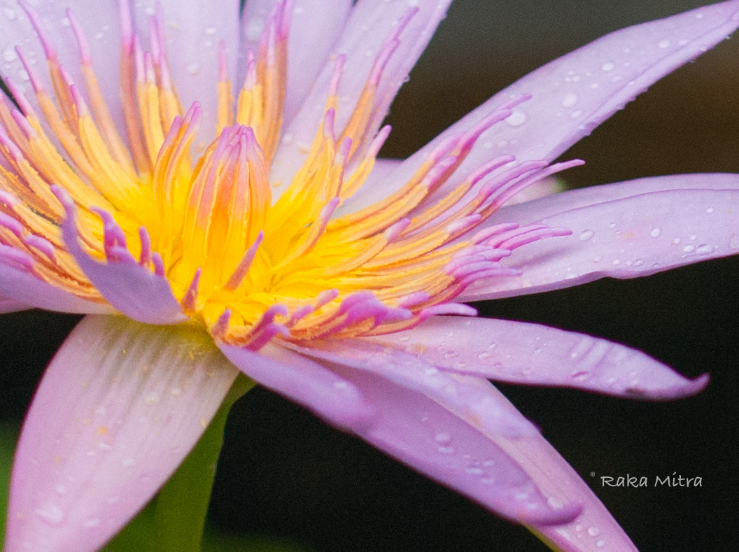 Nikon D800 sample photo. Waterlily photography