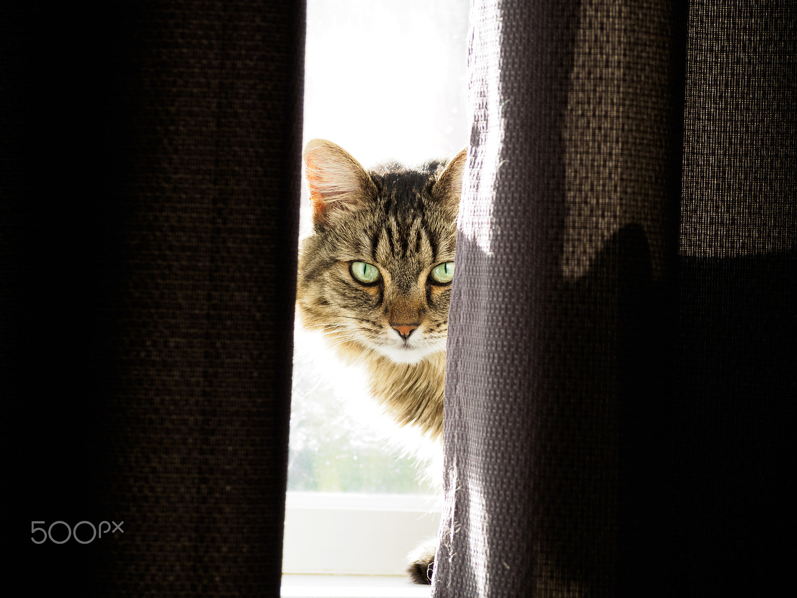 Olympus OM-D E-M5 II sample photo. Peeking through the curtains photography