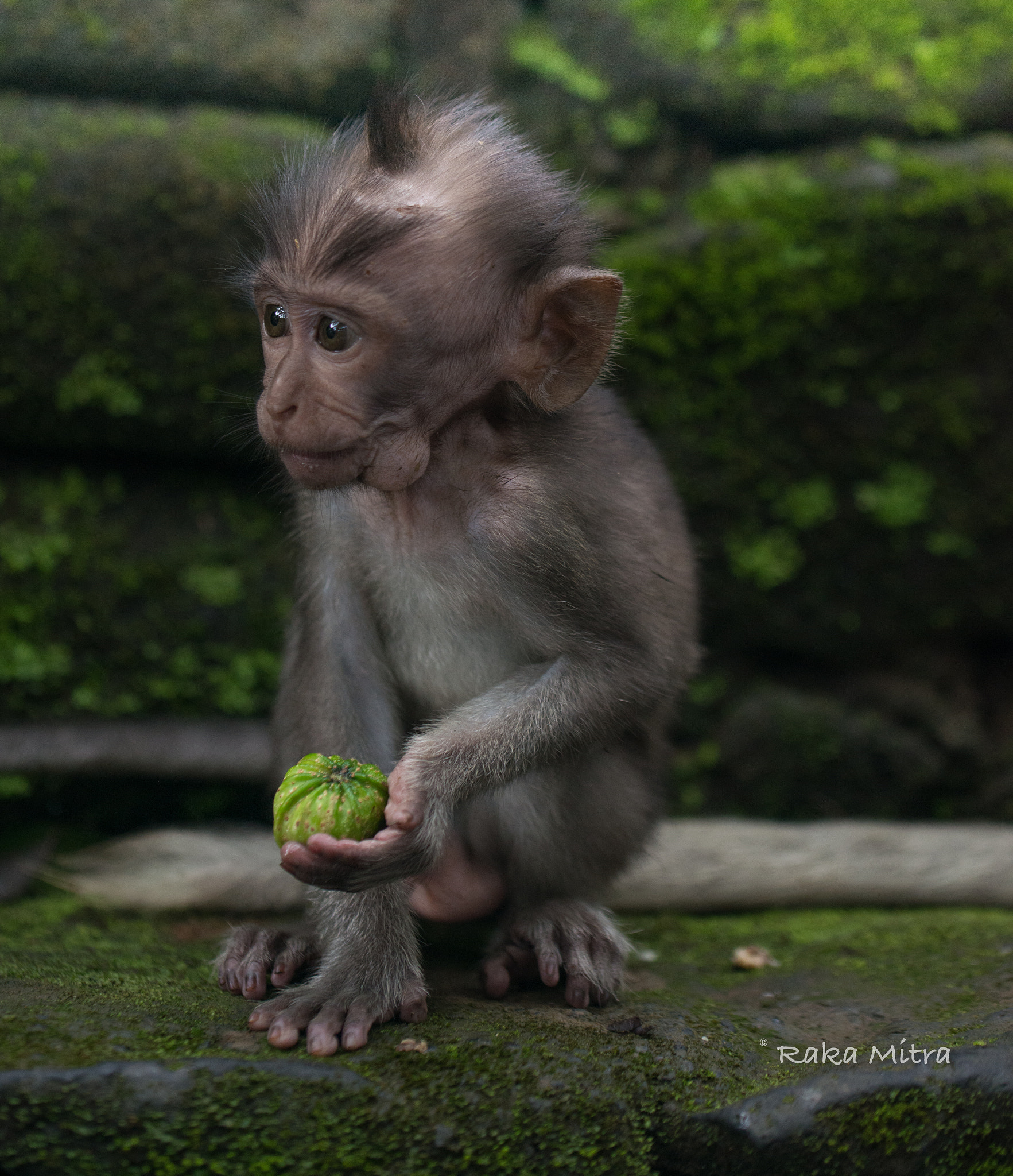 Nikon D800 sample photo. Monkeying around photography
