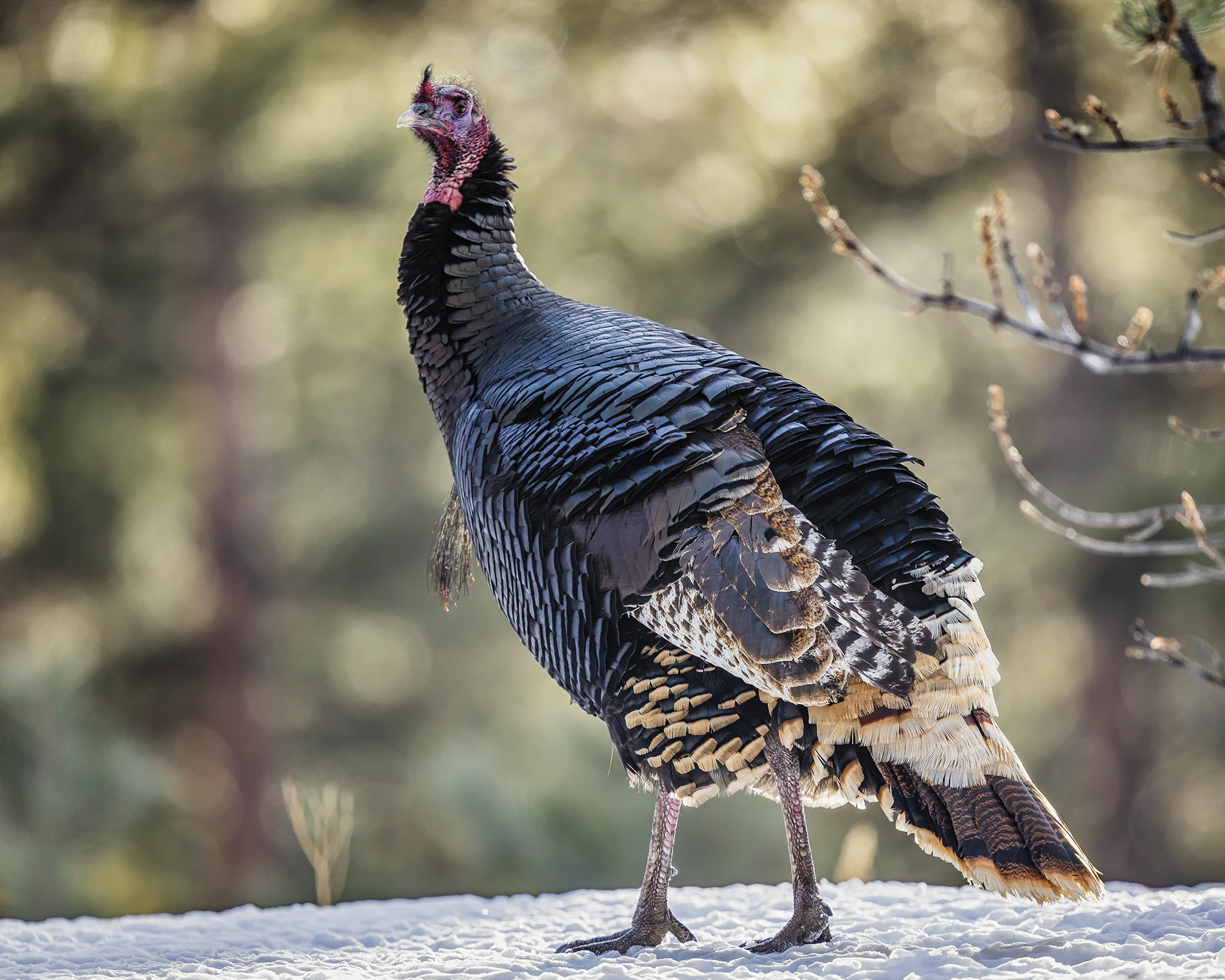 Canon EOS 5D Mark IV sample photo. Merriam's wild turkey photography