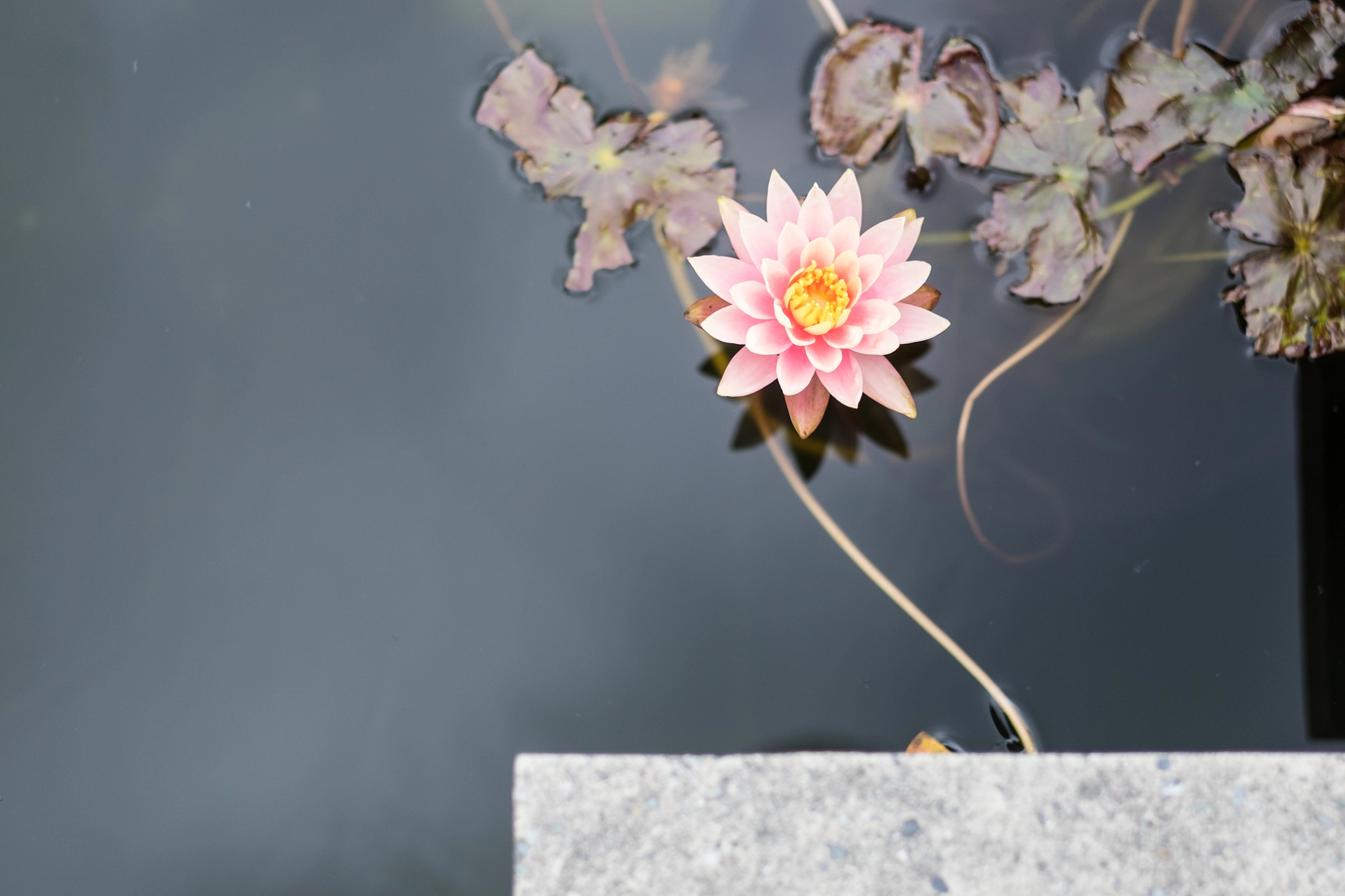 Fujifilm XF 56mm F1.2 R sample photo. Abiding photography