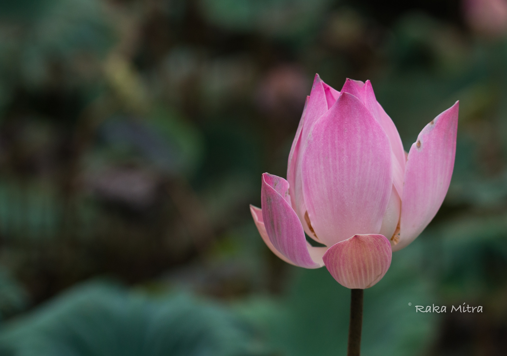 Nikon D800 sample photo. Lotus photography