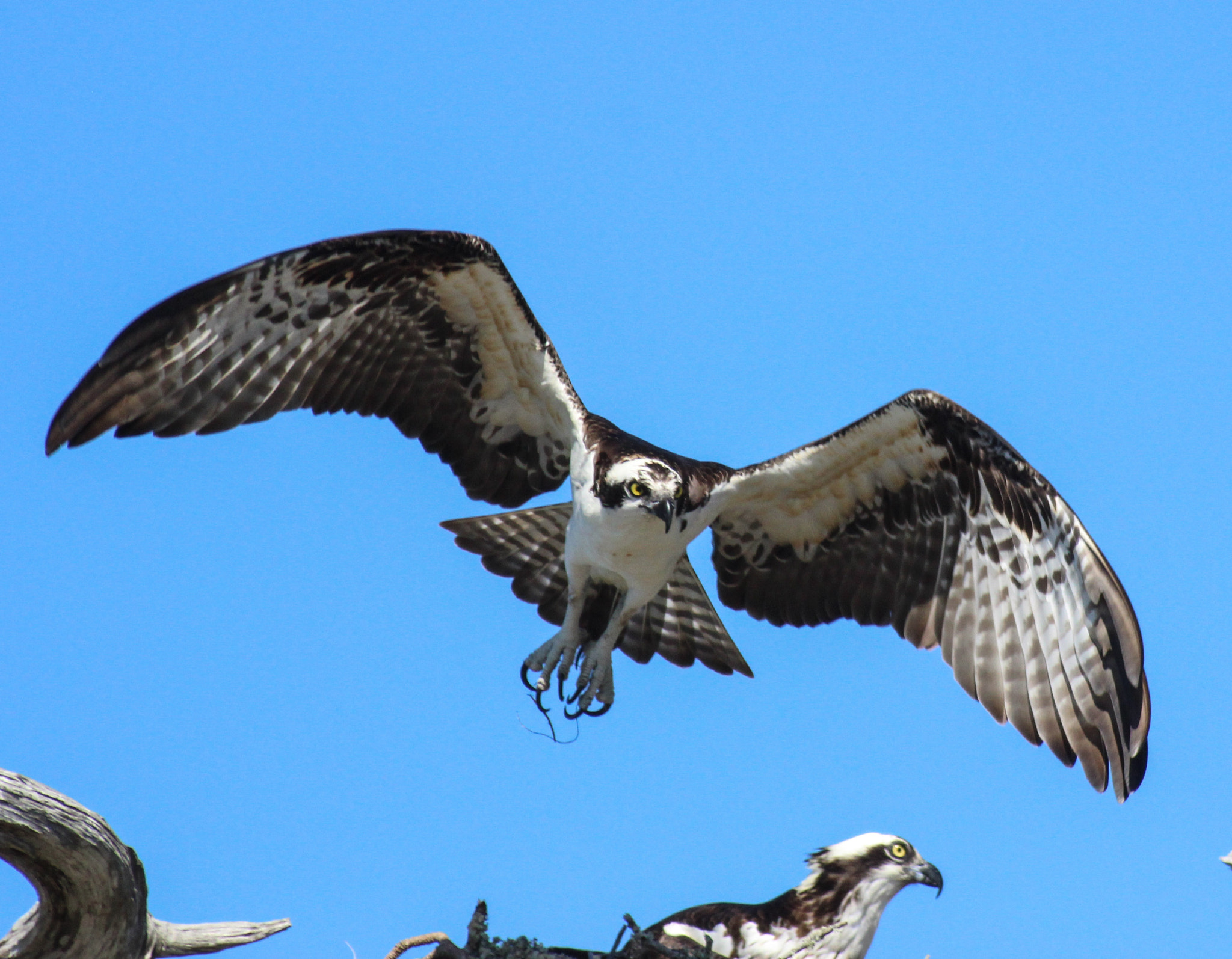 Canon EOS 600D (Rebel EOS T3i / EOS Kiss X5) + Canon EF 400mm F5.6L USM sample photo. Hawk wings photography