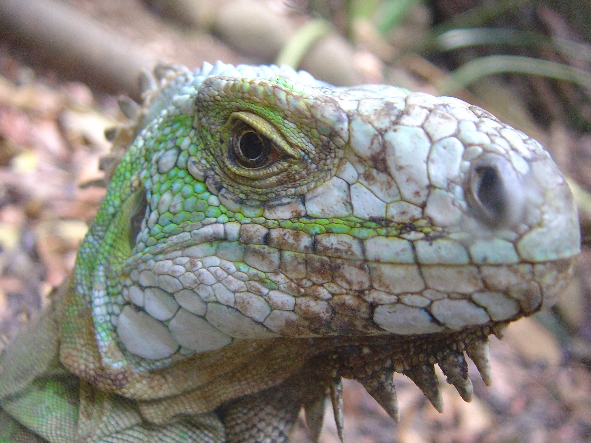 Sony DSC-P10 sample photo. Iguane photography