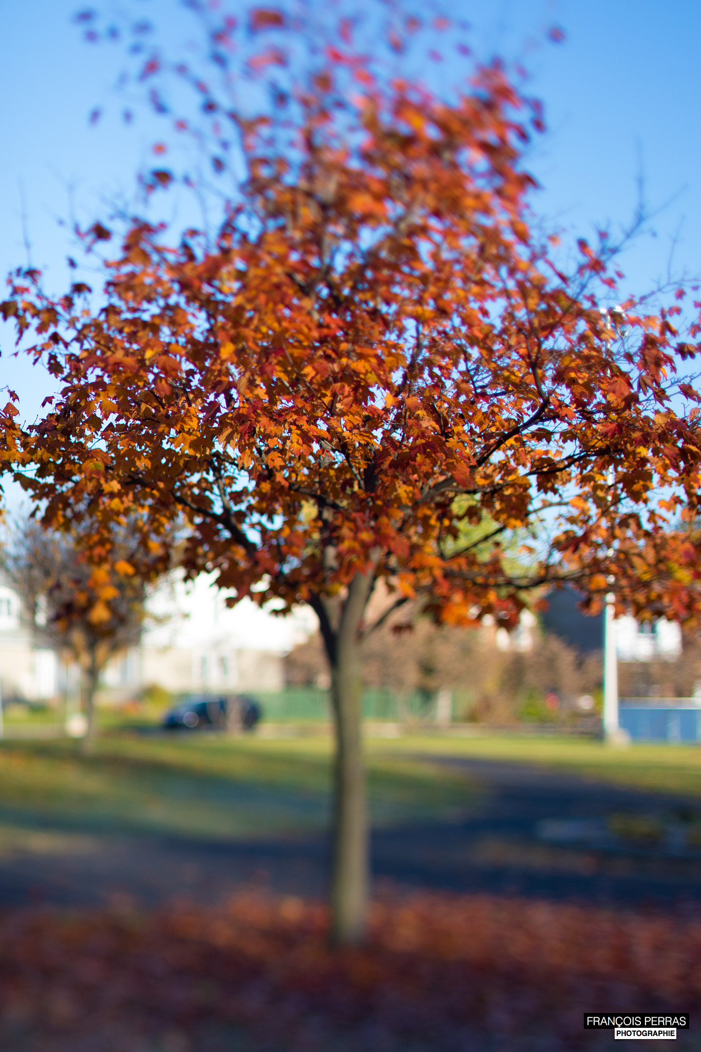 Canon TS-E 45mm F2.8 Tilt-Shift sample photo. Tree ring photography