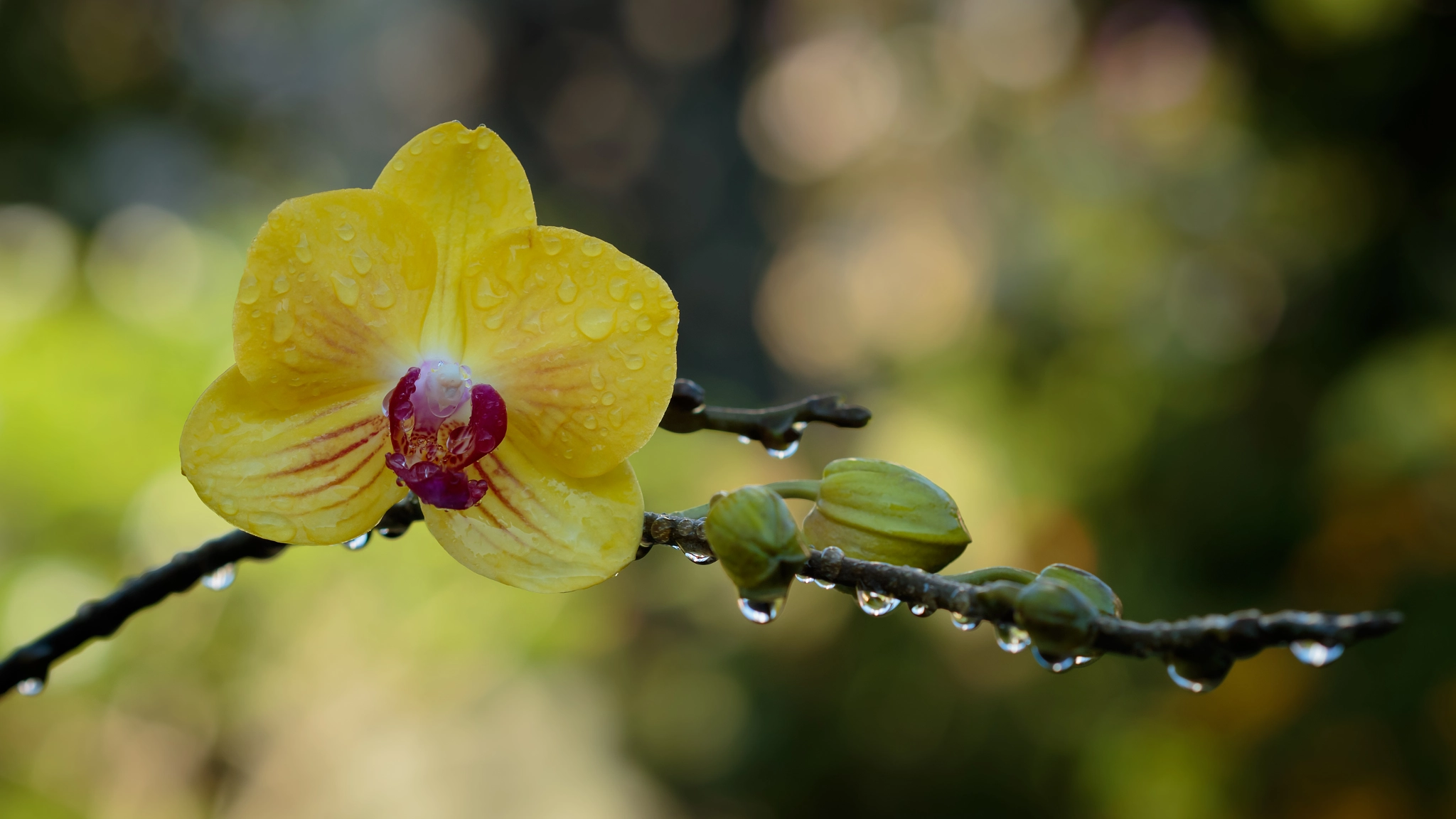 Canon EF 100mm F2.8 Macro USM sample photo. All wet photography