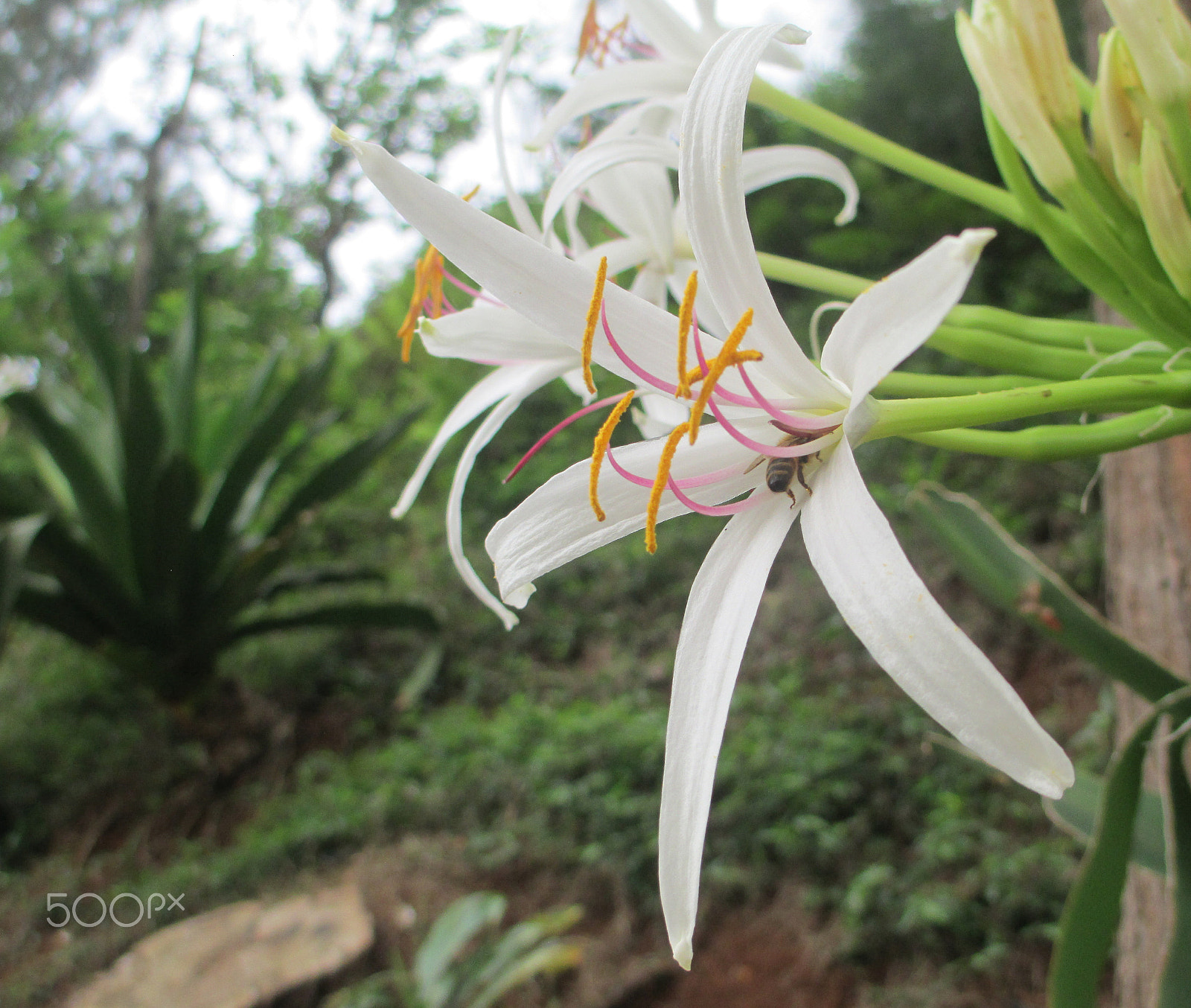 Canon PowerShot A4000 IS sample photo. Oahu and cali' photography