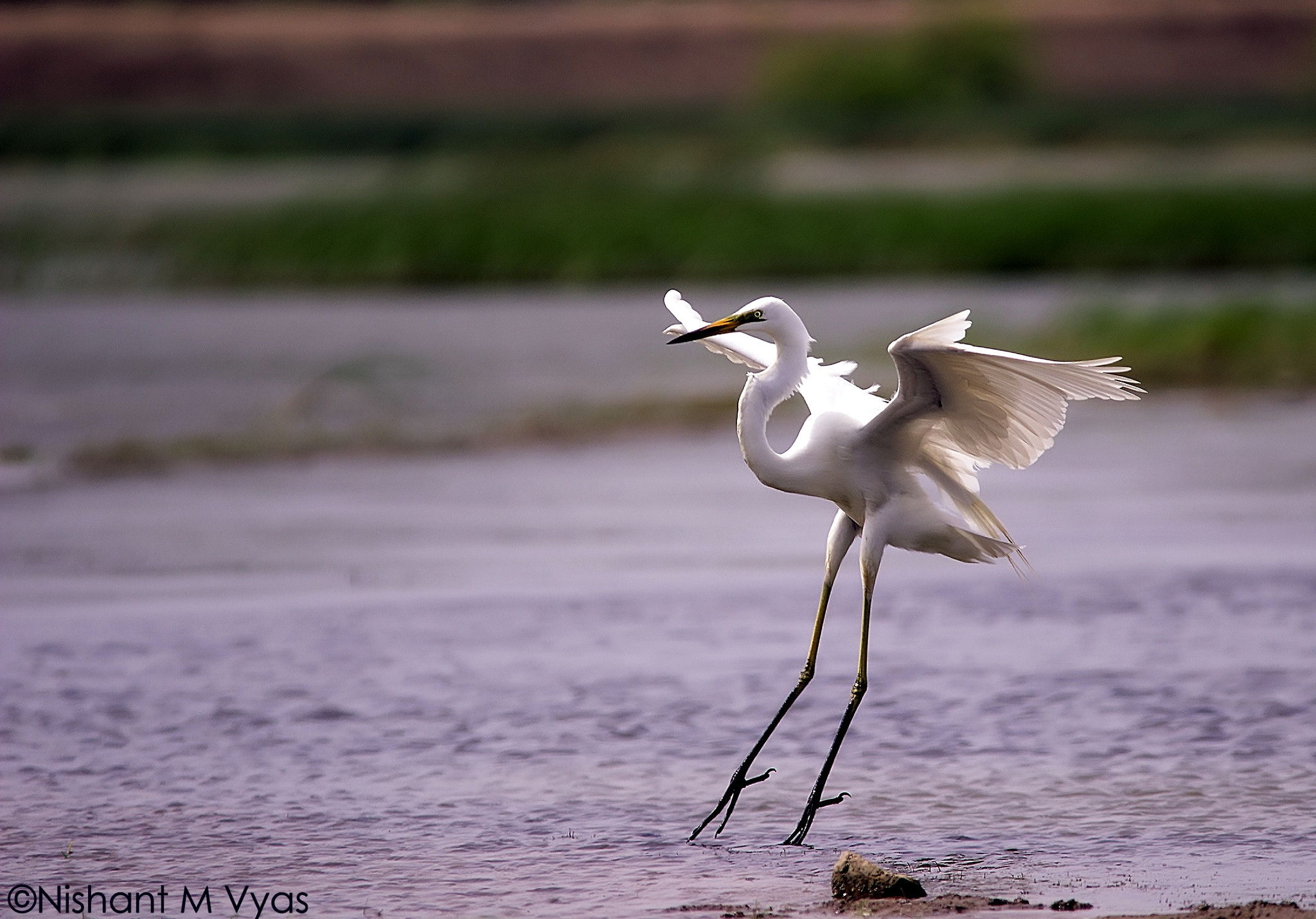 Sigma 150-500mm F5-6.3 DG OS HSM sample photo. Egret photography
