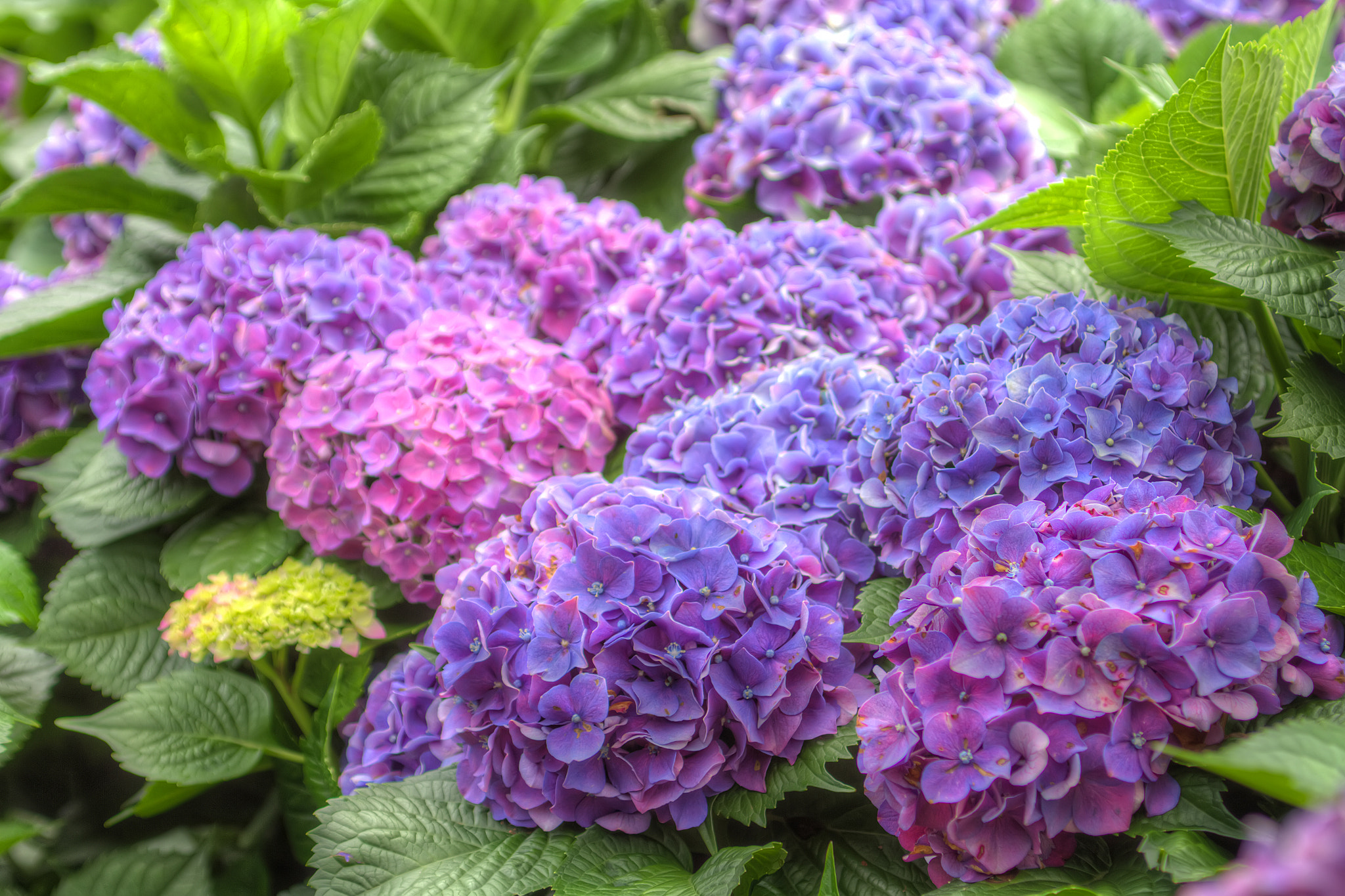Canon EOS 7D + Sigma 24-70mm F2.8 EX DG Macro sample photo. Hydrangea hdr photography