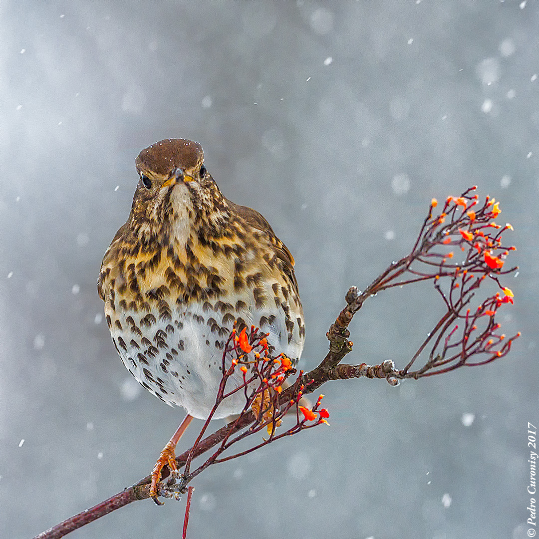 Olympus OM-D E-M1 Mark II + OLYMPUS M.300mm F4.0 sample photo. Zorzal común photography