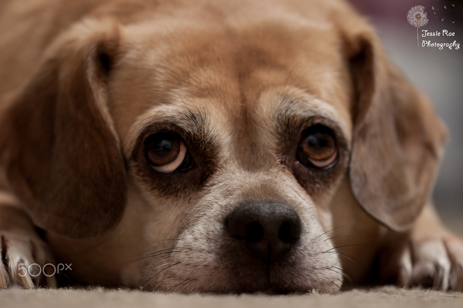 Canon EF 100mm F2.8L Macro IS USM sample photo. Leia looking photography