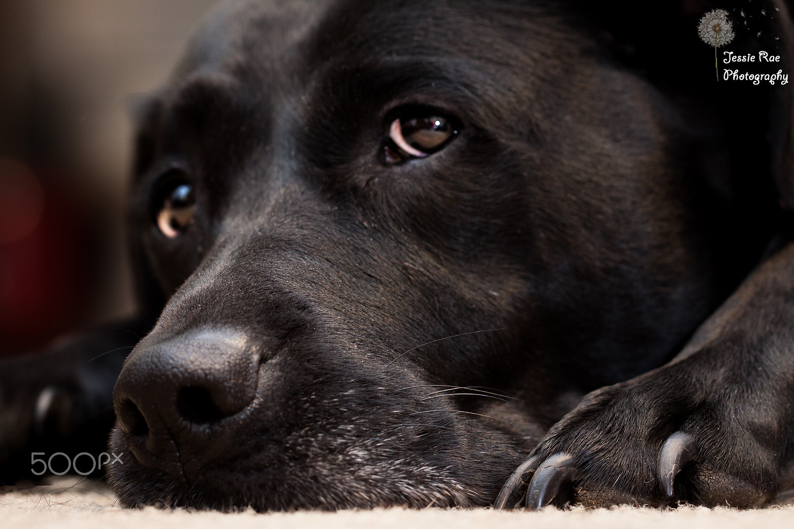Canon EF 100mm F2.8L Macro IS USM sample photo. Harley photography