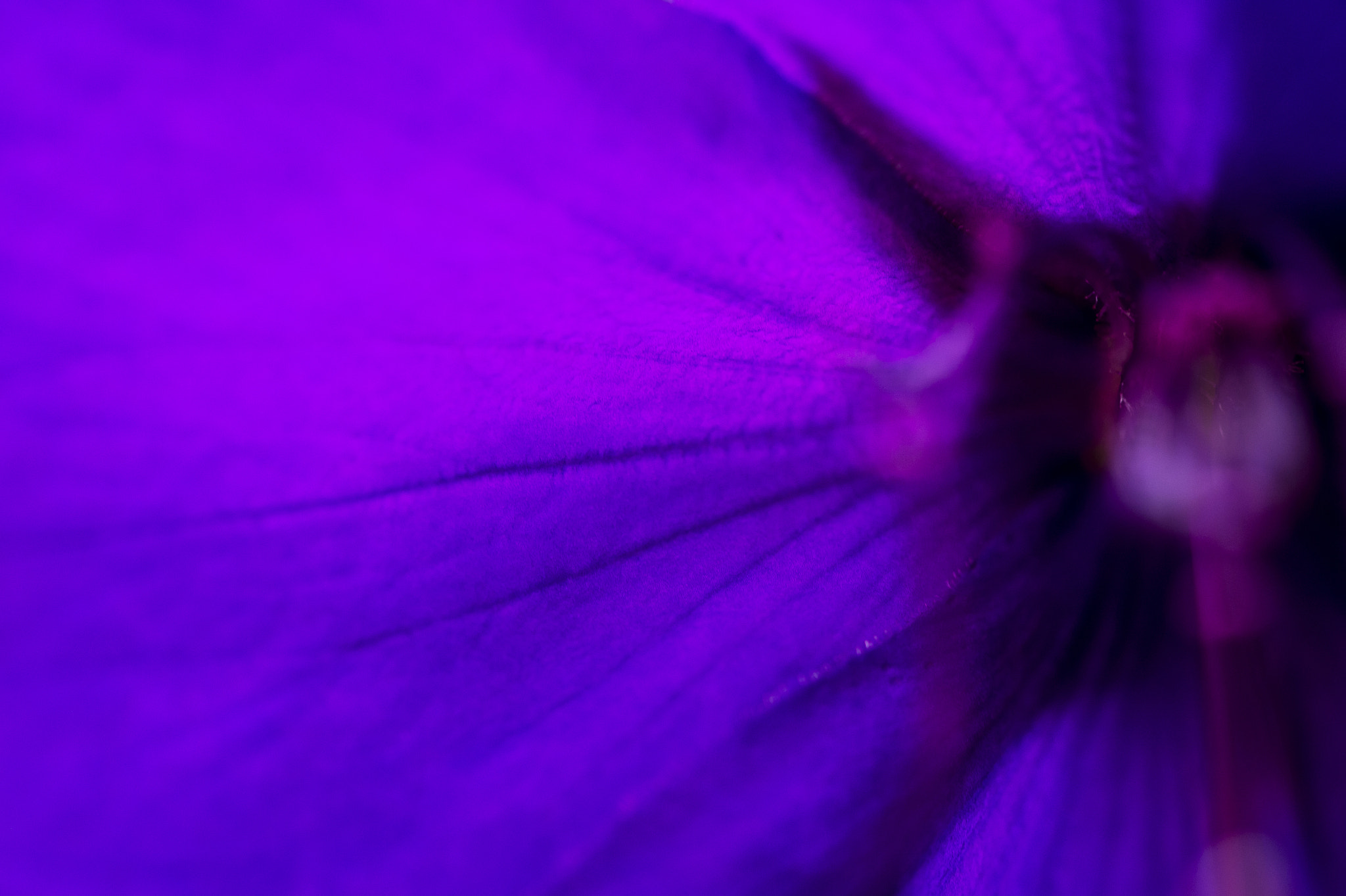 Nikon Df sample photo. Purple beauty photography