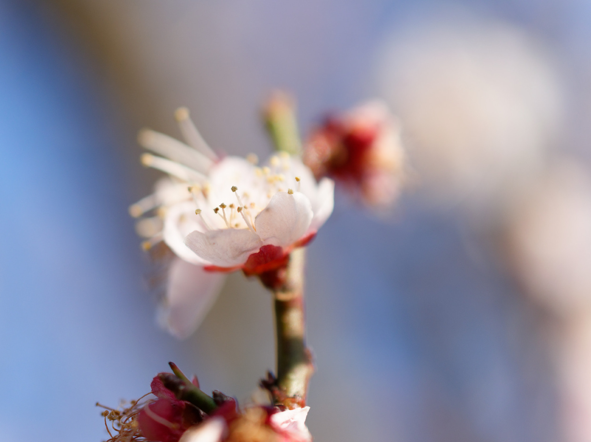 Nikon AF-S DX Micro Nikkor 40mm F2.8 sample photo. Ume photography