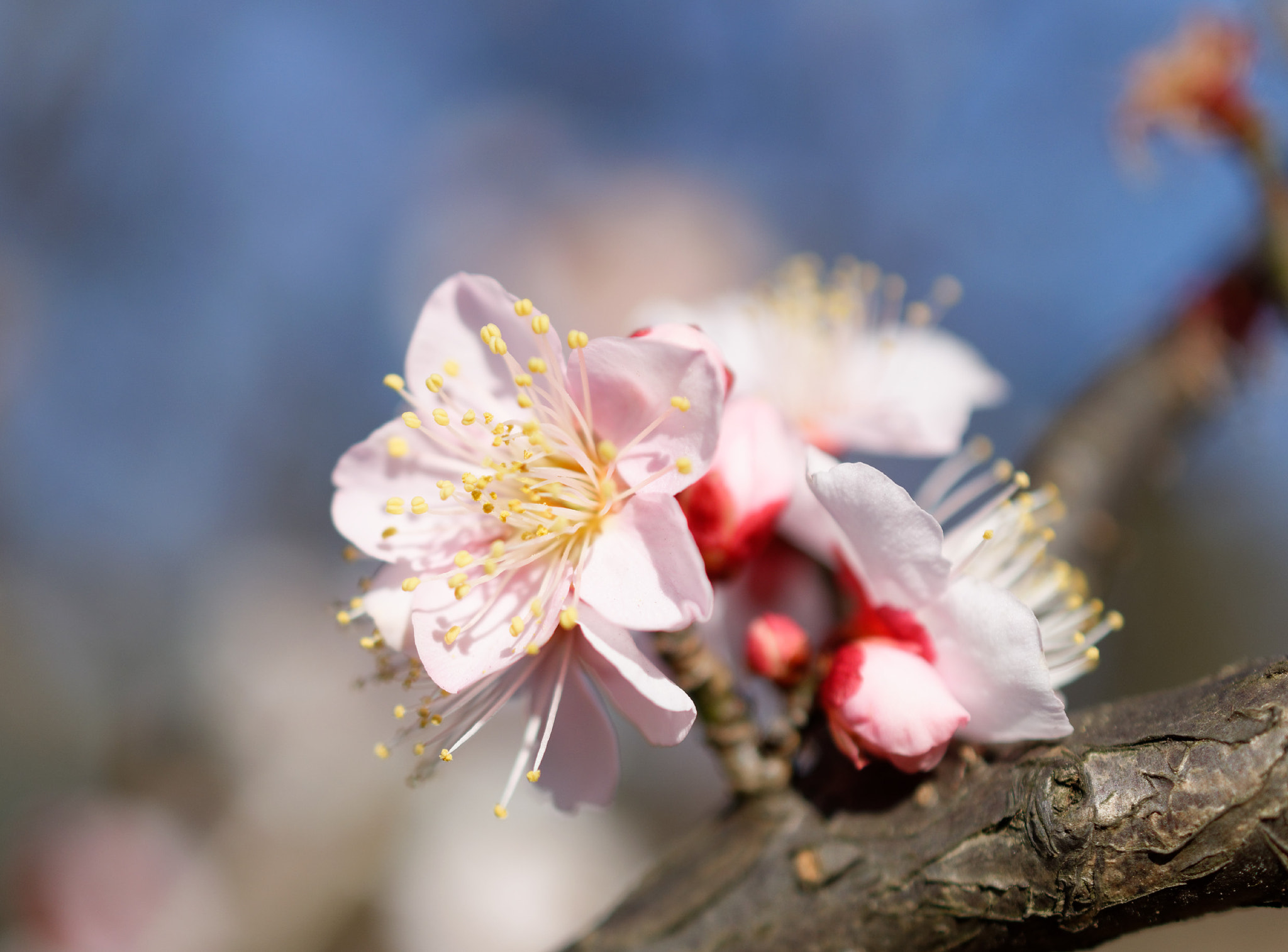 Nikon AF-S DX Micro Nikkor 40mm F2.8 sample photo. Ume photography