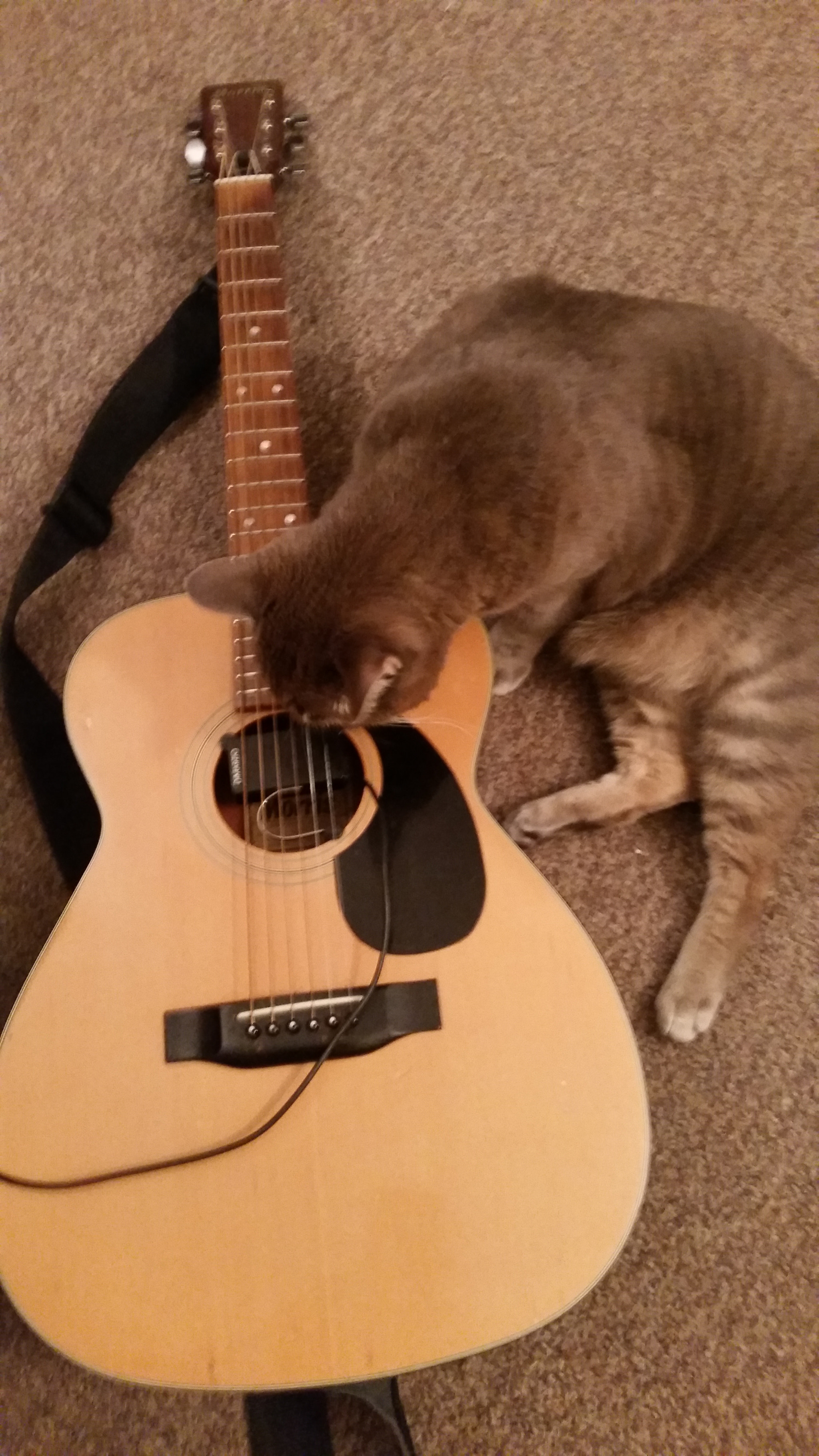 Samsung Galaxy S5 Active sample photo. Baby cat & guitar photography