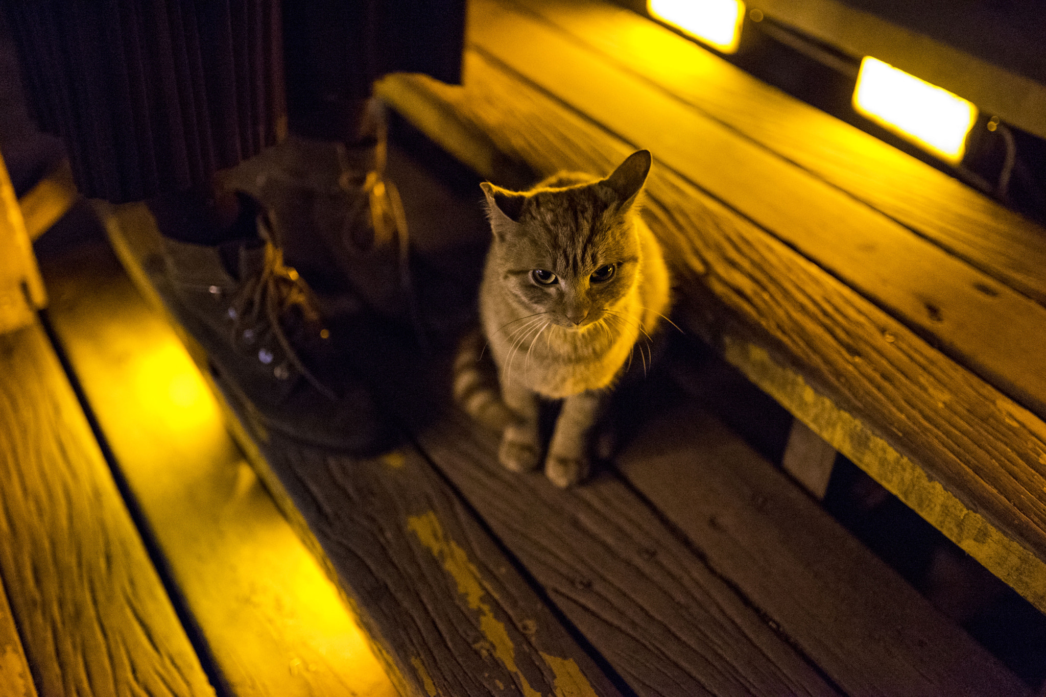 Sony a7 II sample photo. Stray cat photography