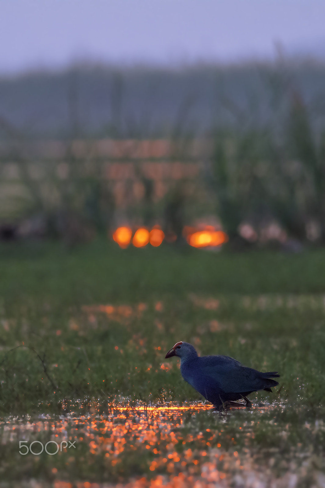 Nikon D7100 + Nikon AF-S Nikkor 300mm F4D ED-IF sample photo. Grey headed swamphen (porphyrio poliocephalus) photography