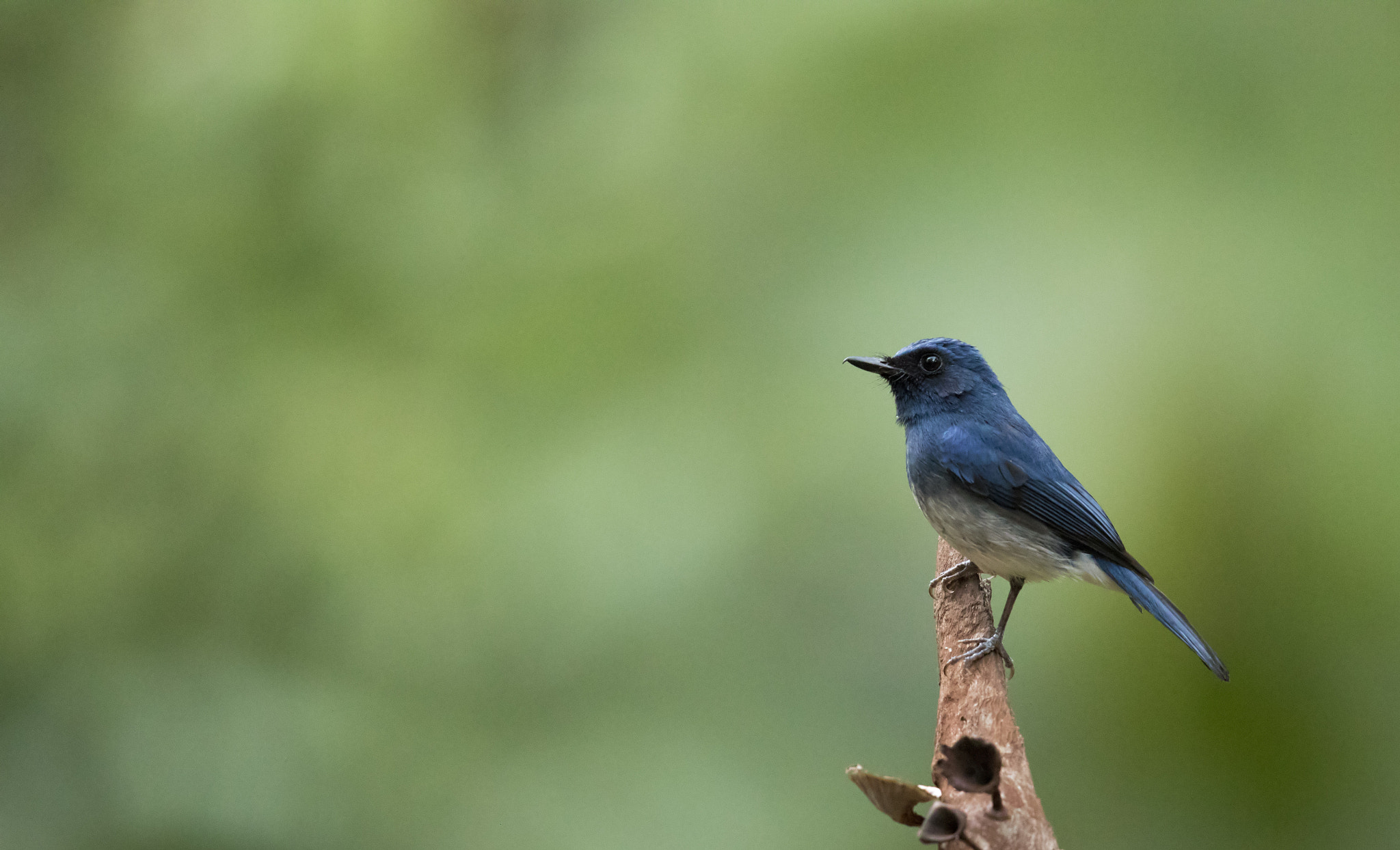 Canon EOS 7D Mark II + Canon EF 600mm F4L IS II USM sample photo. White bellied blue flycatcher photography