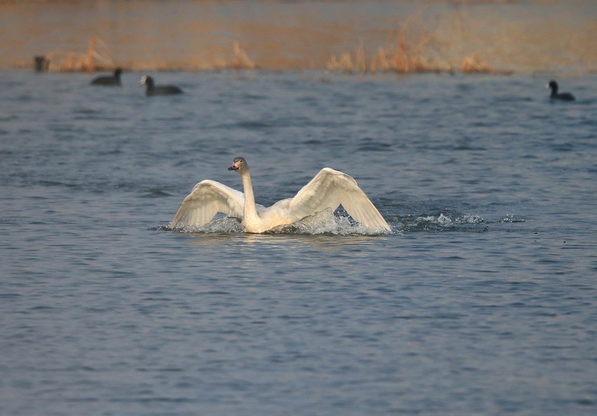 Canon EF 600mm F4L IS II USM sample photo. 893 photography