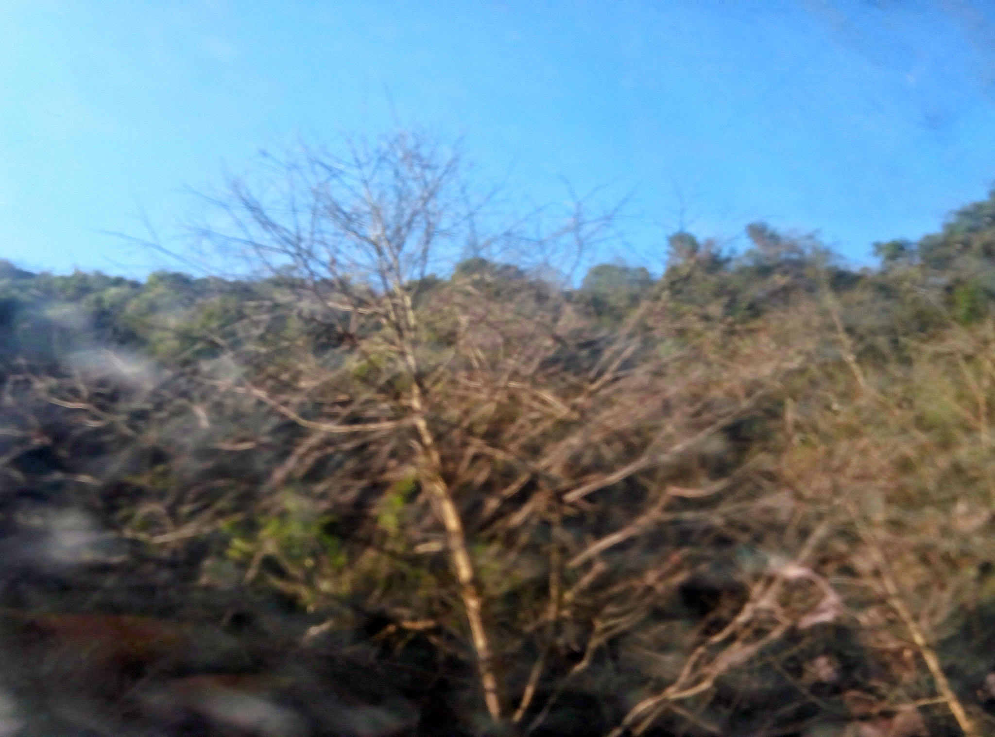 Meizu M571C sample photo. 车窗外的树 photography