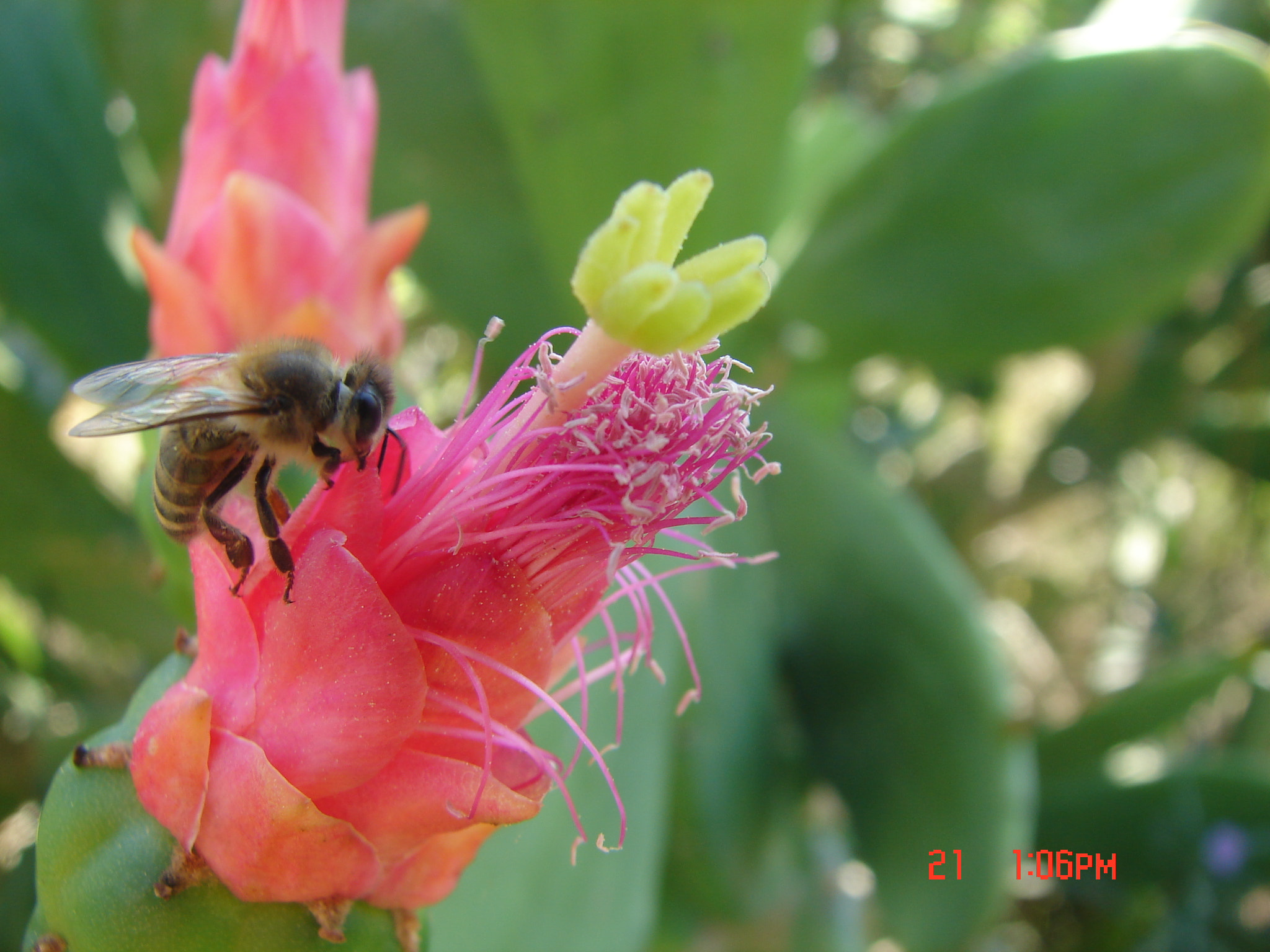 Sony DSC-H1 sample photo. Busy bee photography