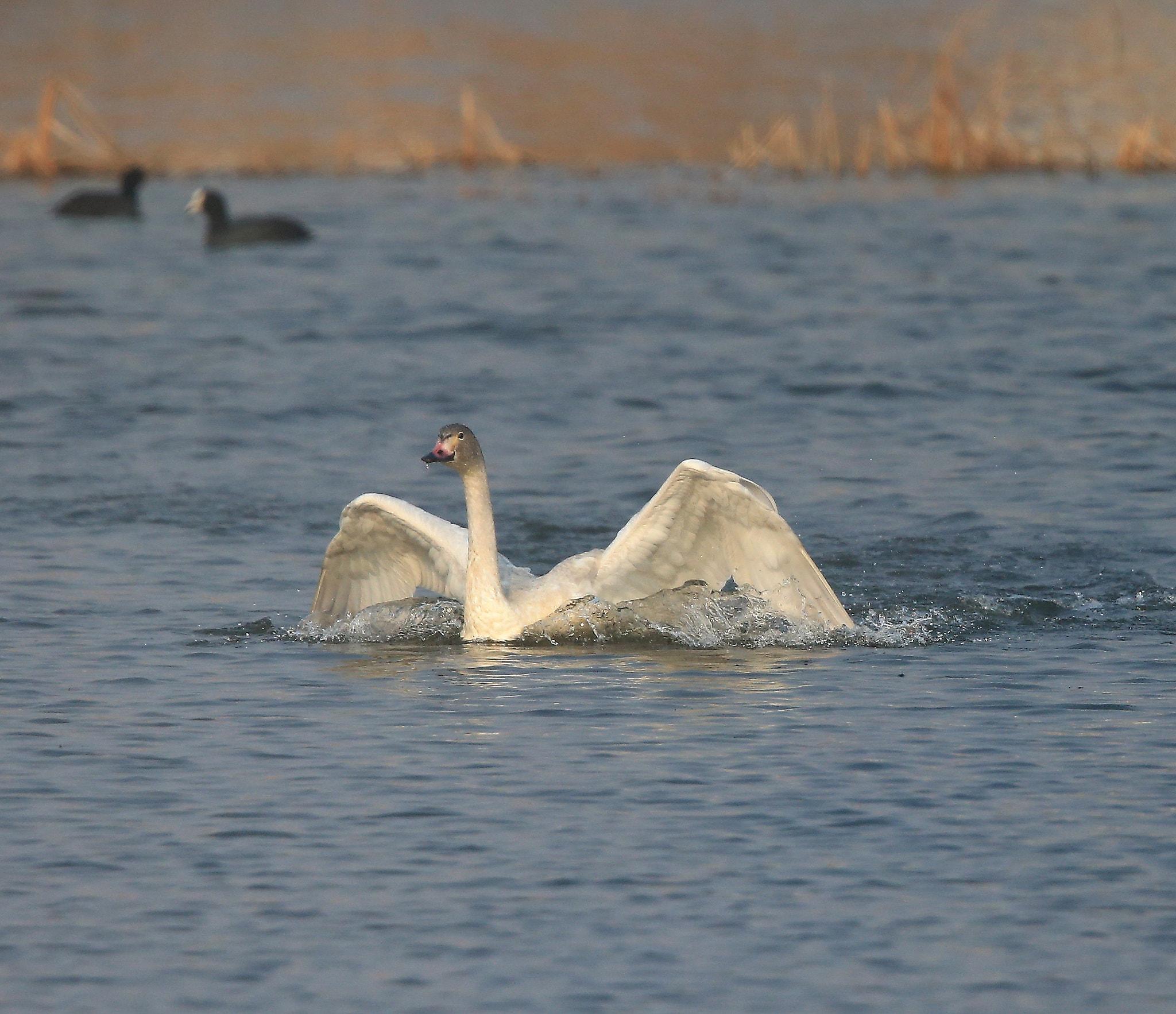 Canon EF 600mm F4L IS II USM sample photo. 894 photography