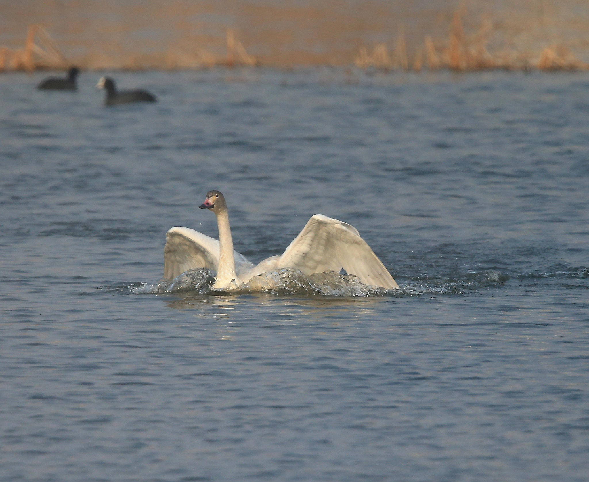 Canon EF 600mm F4L IS II USM sample photo. 895 photography