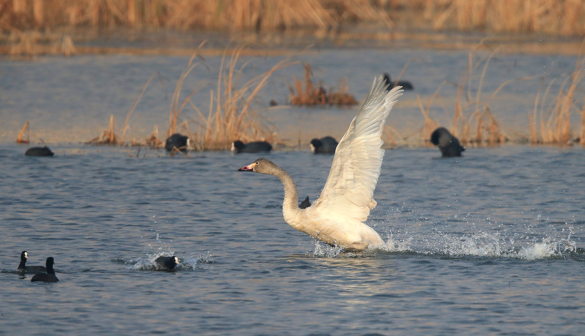 Canon EOS-1D X + Canon EF 600mm F4L IS II USM sample photo. 908 photography