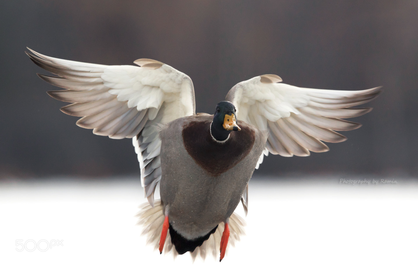 Canon EF 500mm F4L IS II USM sample photo. Flight of angel !! photography