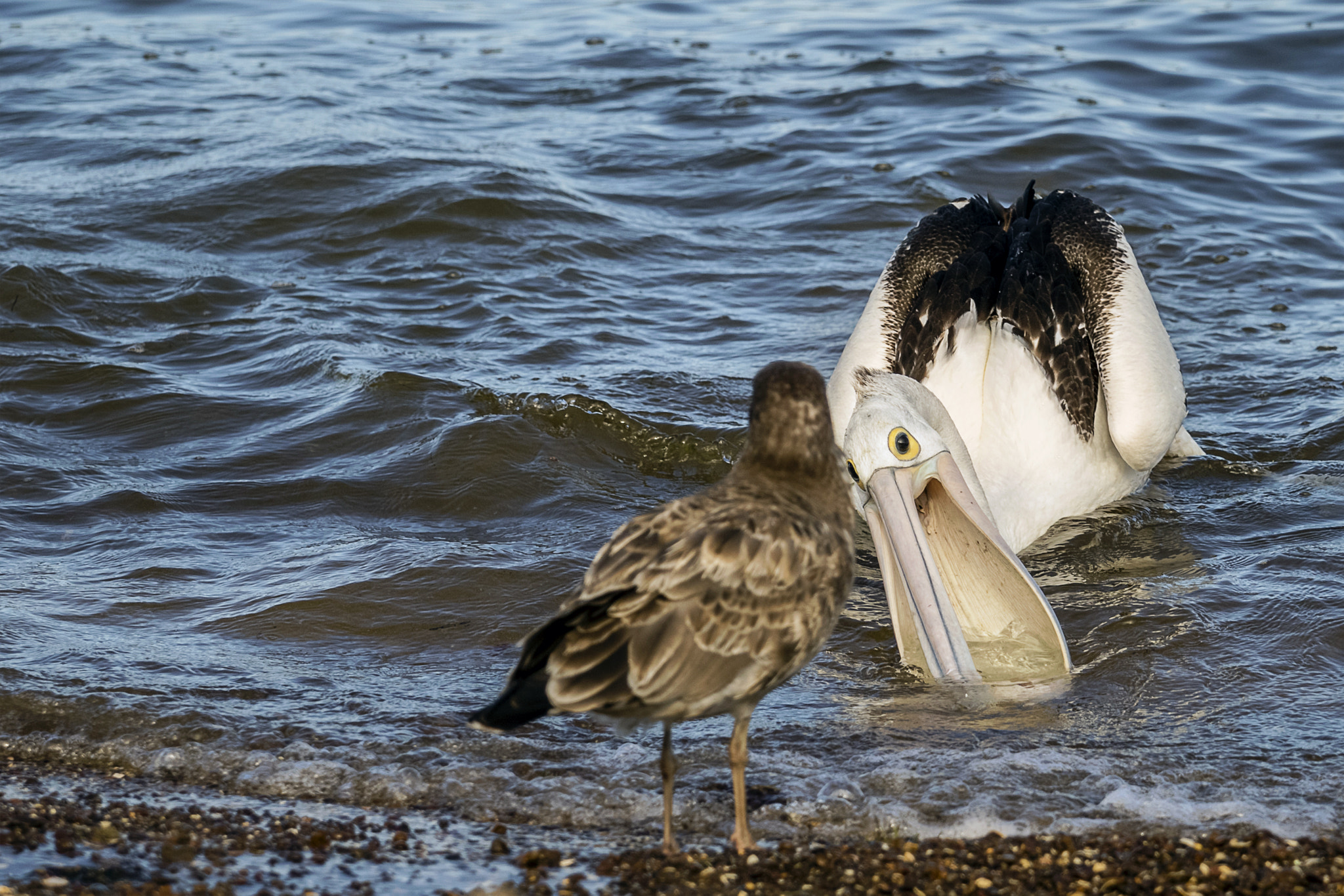 Canon EF 70-200mm F4L USM sample photo. Stealing his dinner photography