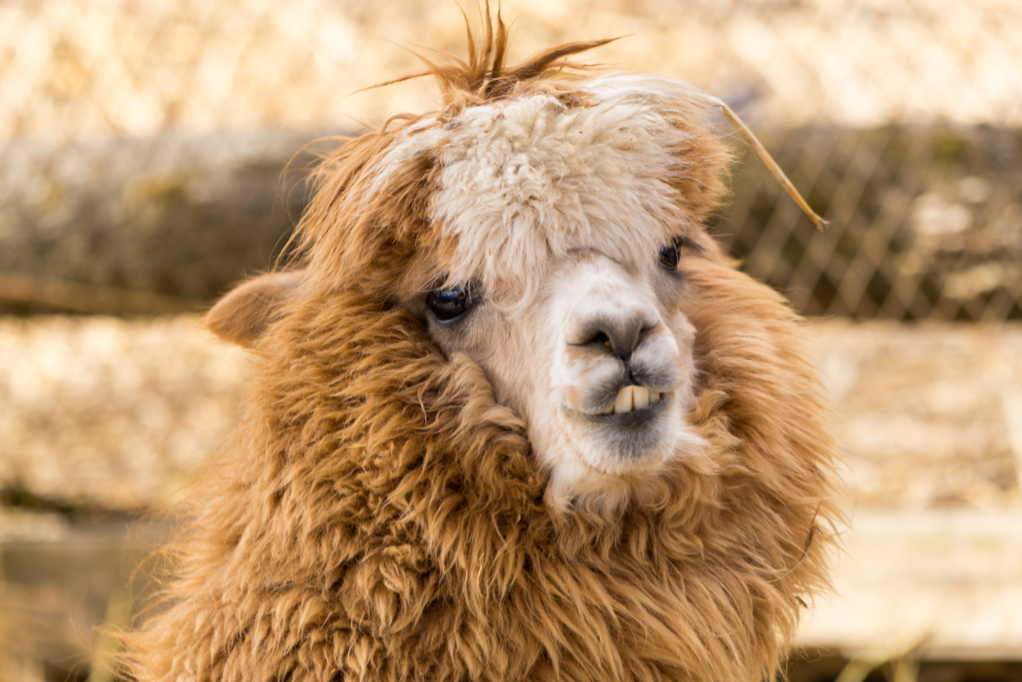 Sony a7R + Sony FE 70-200mm F4 G OSS sample photo. Smile photography