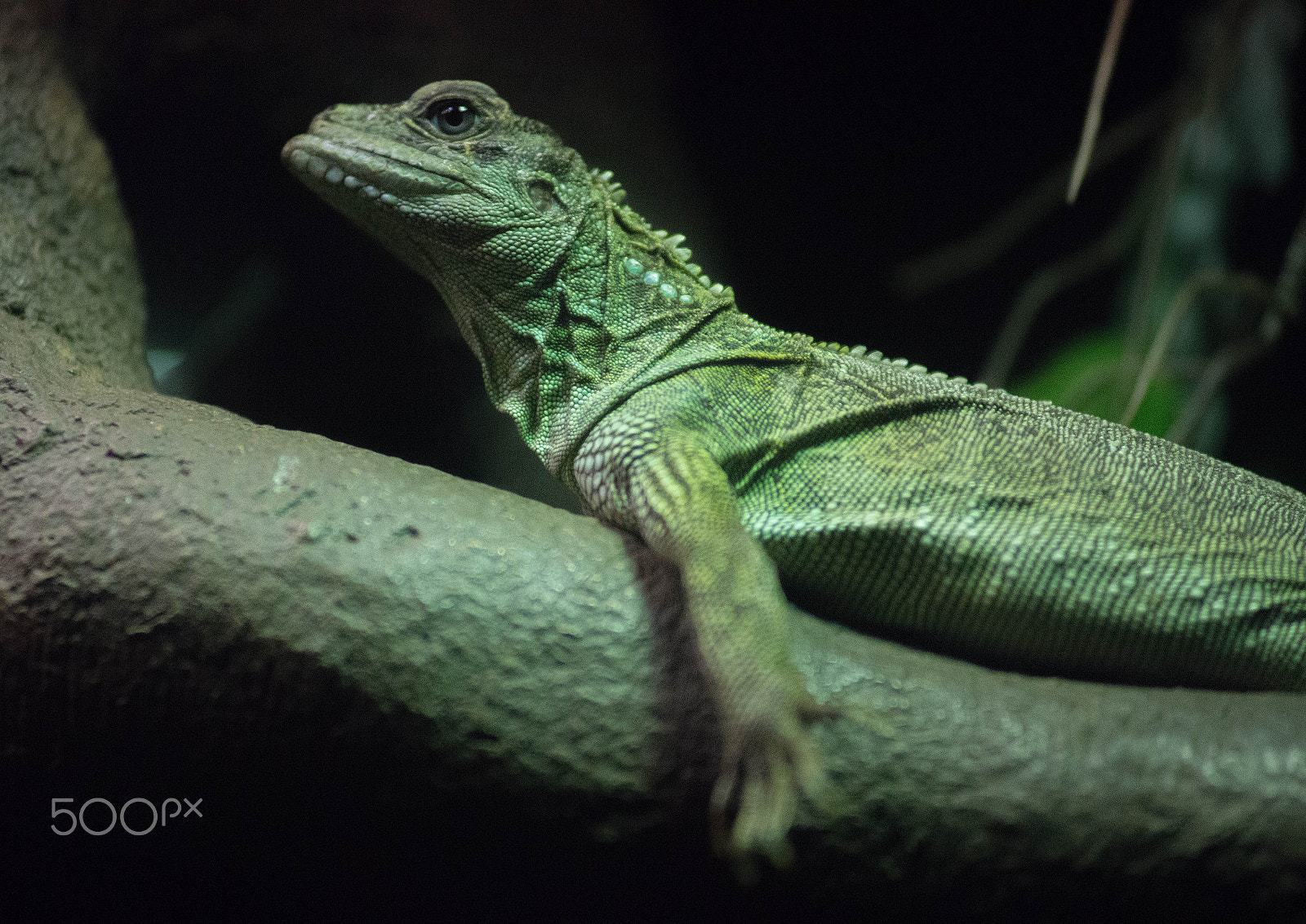 Minolta AF 80-200mm F2.8 HS-APO G sample photo. Indonesian sailfin lizard photography