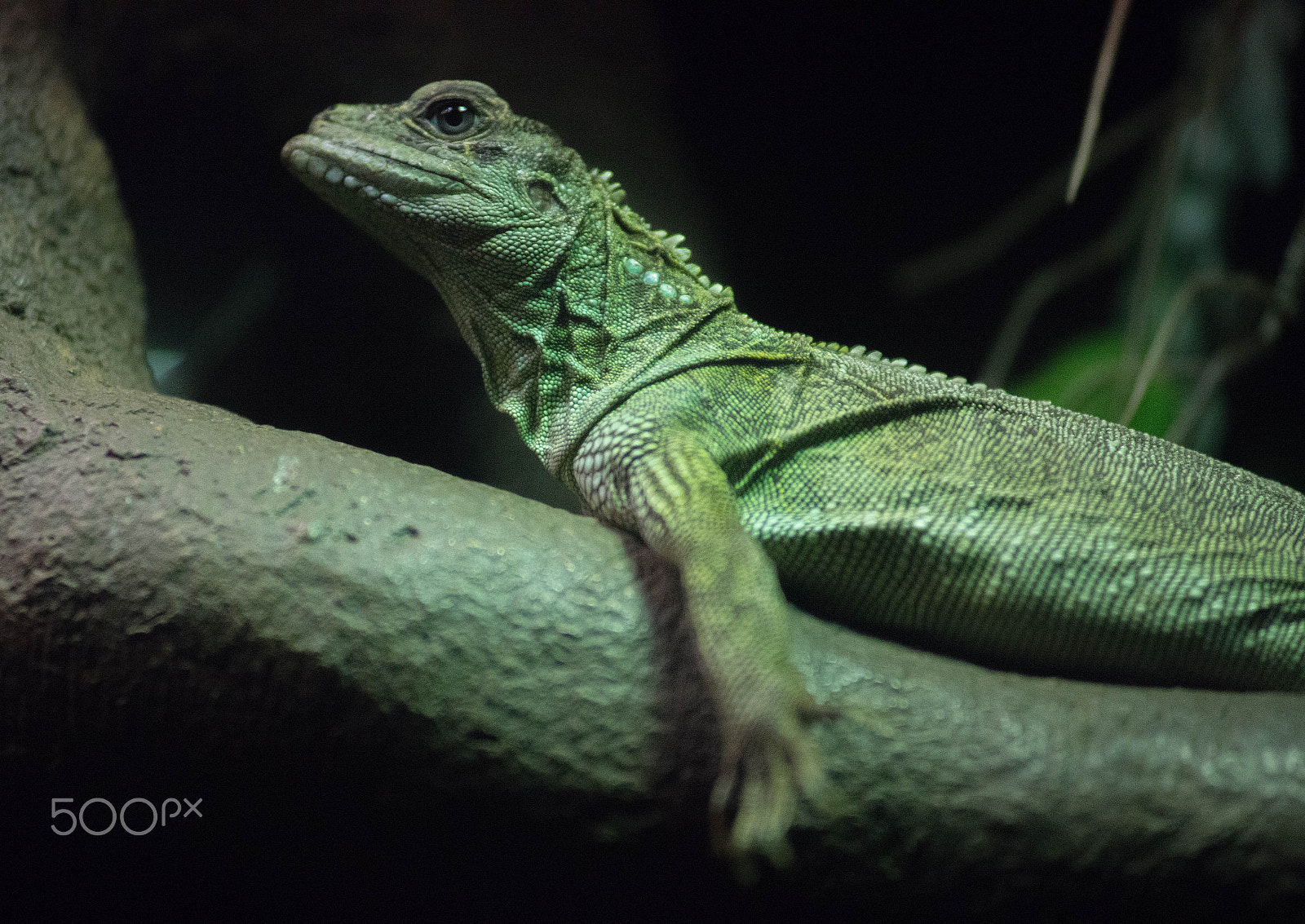 Sony a99 II + Minolta AF 80-200mm F2.8 HS-APO G sample photo. Indonesian sailfin lizard photography