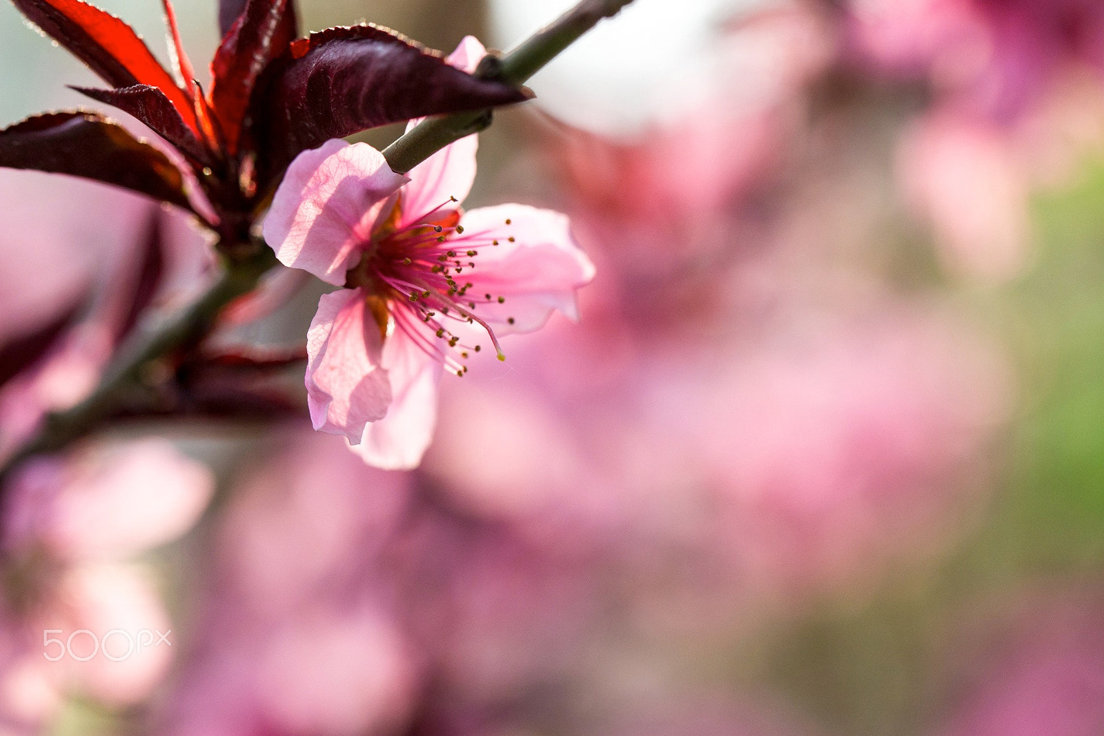 Canon EF 100mm F2.8L Macro IS USM sample photo. Flowers photography