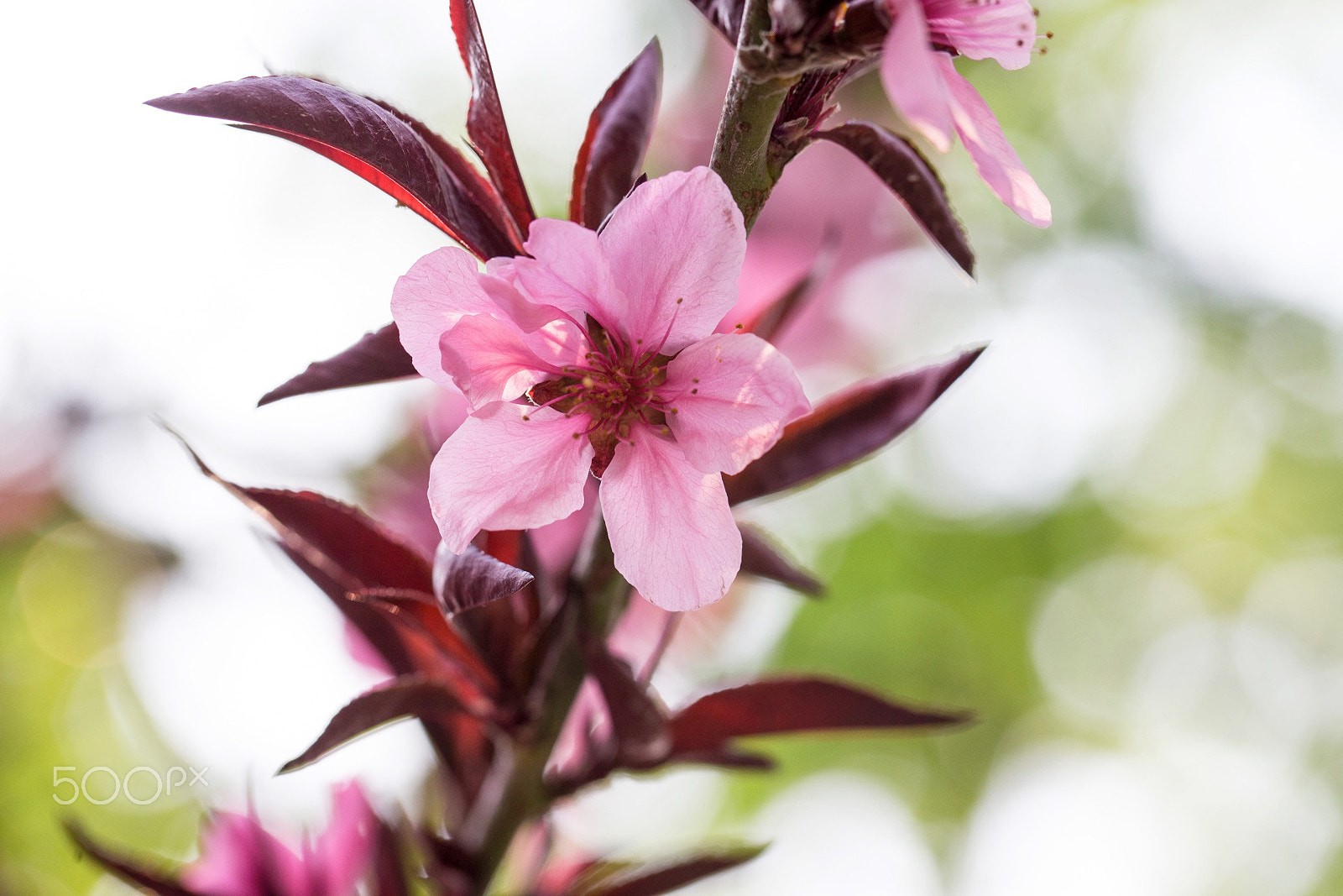 Canon EF 100mm F2.8L Macro IS USM sample photo. Flowers photography