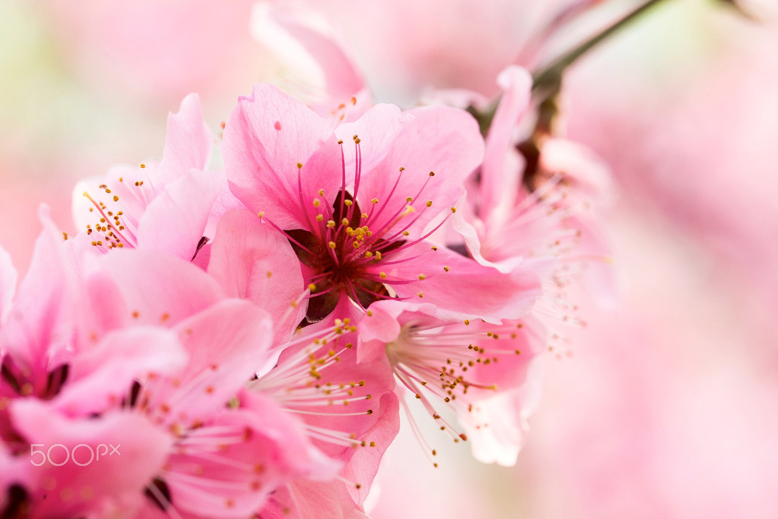 Canon EF 100mm F2.8L Macro IS USM sample photo. Flowers photography