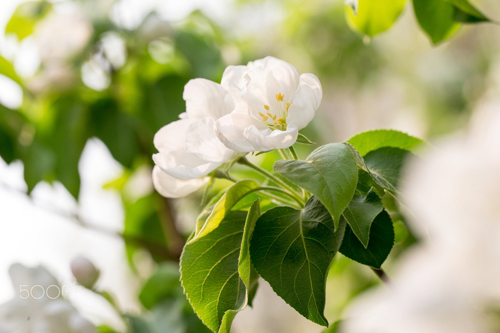 Canon EF 100mm F2.8L Macro IS USM sample photo. Flowers photography