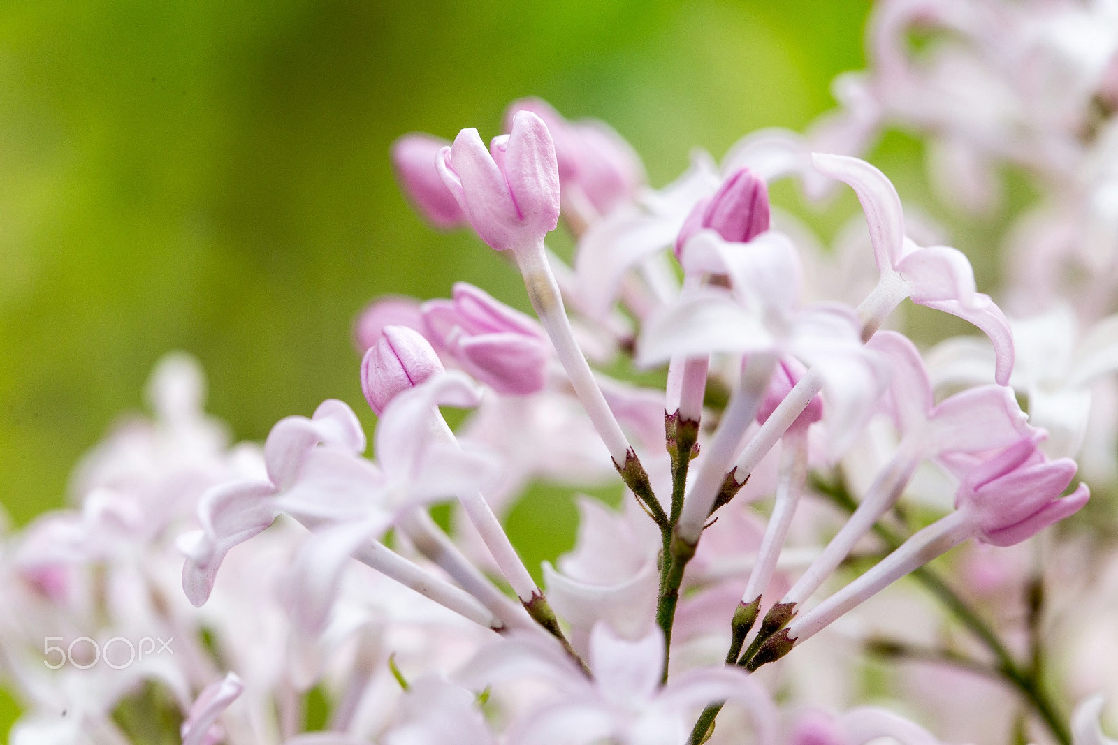 Canon EF 100mm F2.8L Macro IS USM sample photo. Flowers photography